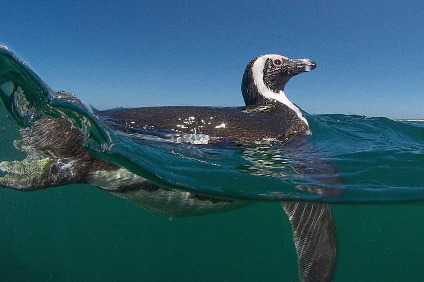 Thomas Peschakのインスタグラム：「I am taking a break from my ‘Animals being crap at social distancing series’ to celebrate World Penguin Day with a gallery of these unique flightless seabirds. Over the years I have been fortunate to spend time and photograph six different species: African (Pic 1), Macaroni (Pic 2), Rockhopper (Pic 3), King ( Pic 4), Humboldt ( Pic 5) and Galápagos penguins. #worldpenguinday #penguins」