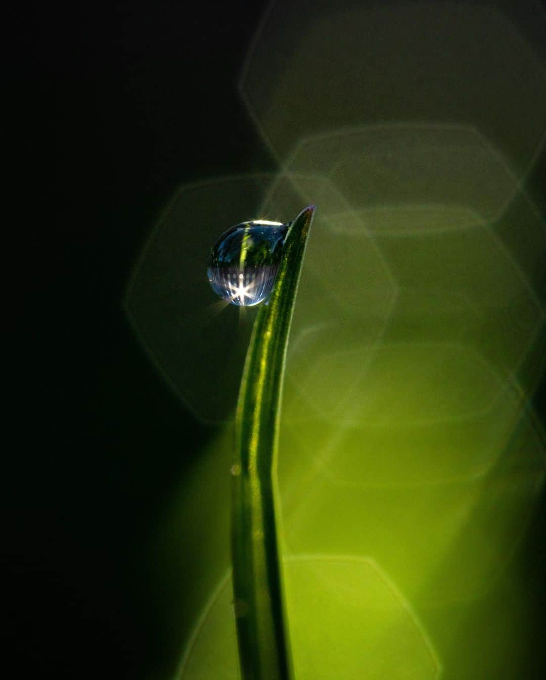 アンジー・ペインさんのインスタグラム写真 - (アンジー・ペインInstagram)「Backyard dew on backyard grass. This collection is steadily growing, and lucky for me, I’m still endlessly entertained by the little beads of magic that grace the back lawn most mornings. The sun filtering through the fence creates neat lines of light and dark that you can see in a few of these shots. Now just waiting for the bugs to show up... • • • #macro #macrophotography」4月26日 0時40分 - angelajpayne