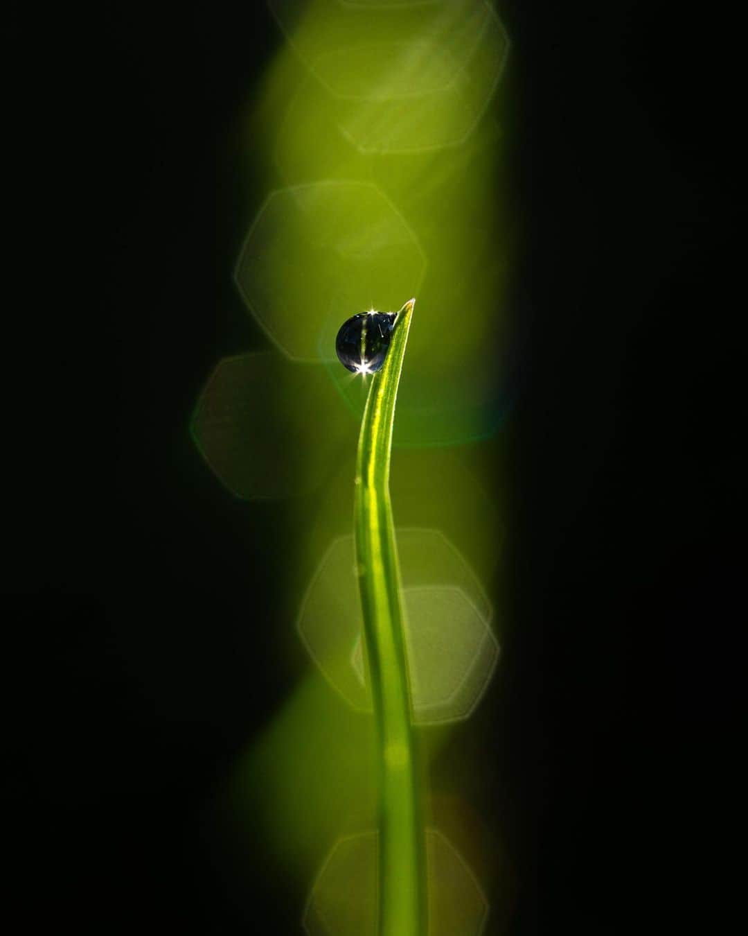 アンジー・ペインさんのインスタグラム写真 - (アンジー・ペインInstagram)「Backyard dew on backyard grass. This collection is steadily growing, and lucky for me, I’m still endlessly entertained by the little beads of magic that grace the back lawn most mornings. The sun filtering through the fence creates neat lines of light and dark that you can see in a few of these shots. Now just waiting for the bugs to show up... • • • #macro #macrophotography」4月26日 0時40分 - angelajpayne