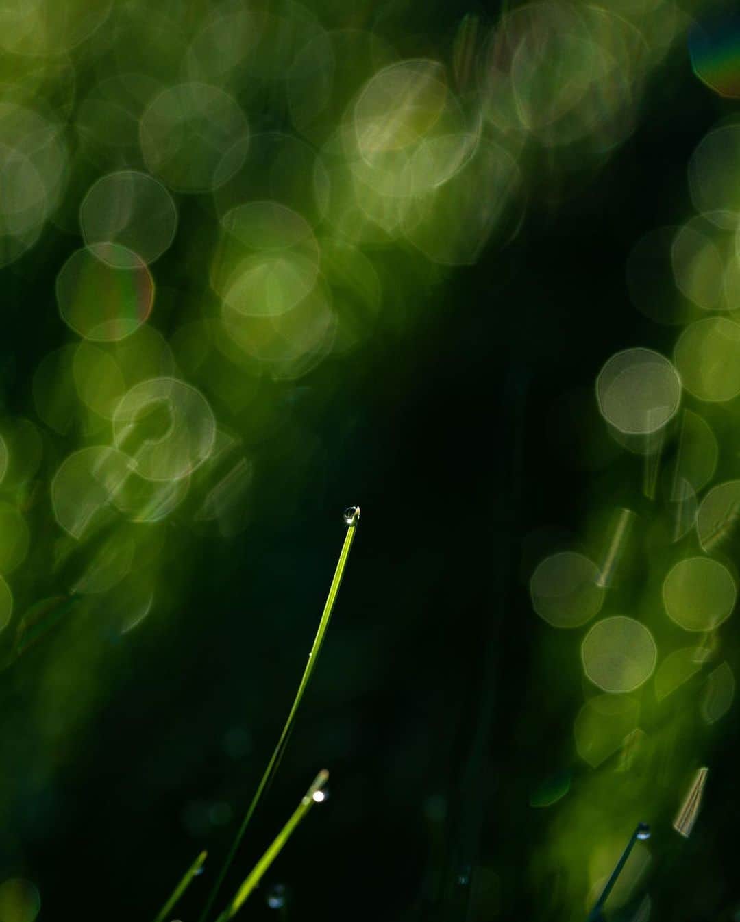 アンジー・ペインさんのインスタグラム写真 - (アンジー・ペインInstagram)「Backyard dew on backyard grass. This collection is steadily growing, and lucky for me, I’m still endlessly entertained by the little beads of magic that grace the back lawn most mornings. The sun filtering through the fence creates neat lines of light and dark that you can see in a few of these shots. Now just waiting for the bugs to show up... • • • #macro #macrophotography」4月26日 0時40分 - angelajpayne