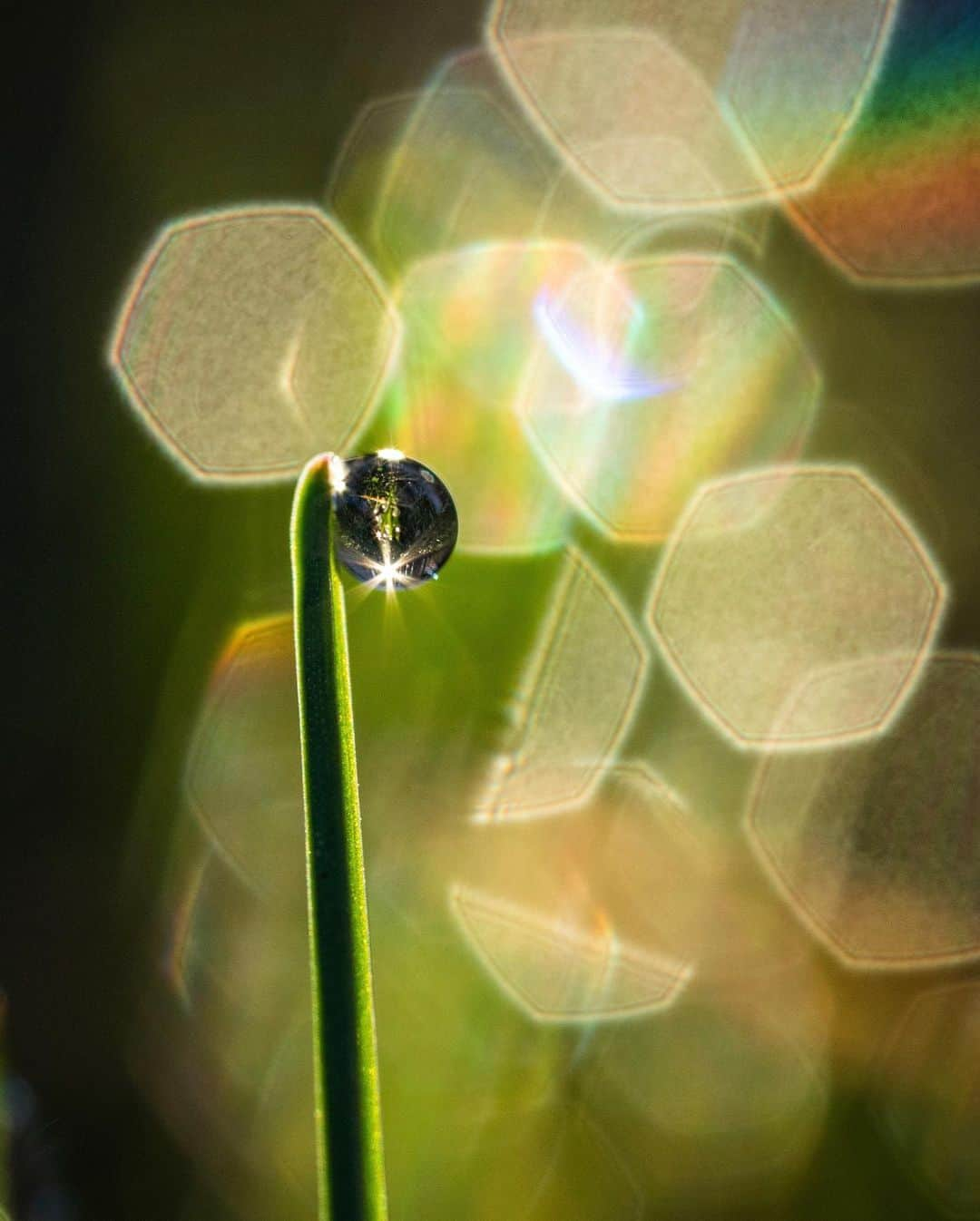 アンジー・ペインさんのインスタグラム写真 - (アンジー・ペインInstagram)「Backyard dew on backyard grass. This collection is steadily growing, and lucky for me, I’m still endlessly entertained by the little beads of magic that grace the back lawn most mornings. The sun filtering through the fence creates neat lines of light and dark that you can see in a few of these shots. Now just waiting for the bugs to show up... • • • #macro #macrophotography」4月26日 0時40分 - angelajpayne