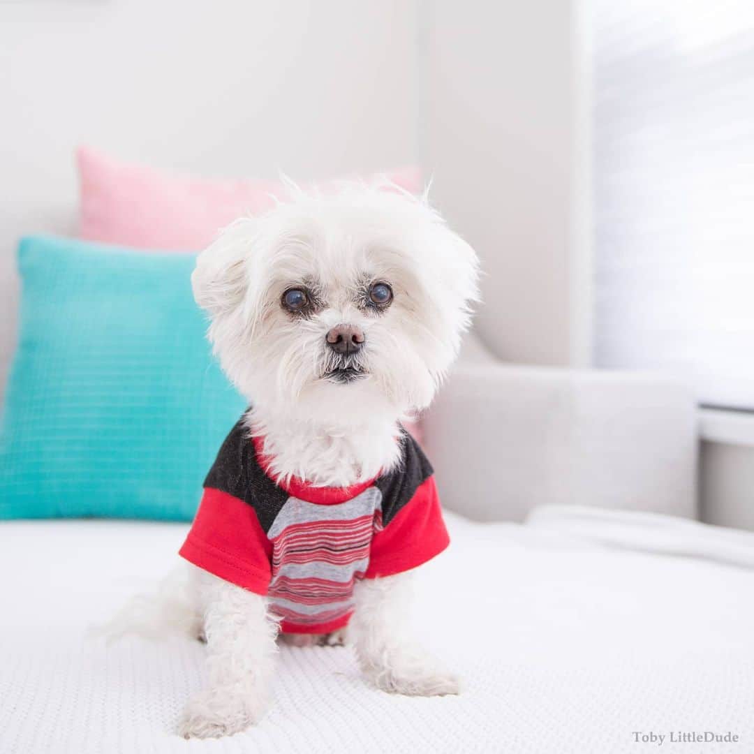 Toby LittleDudeのインスタグラム：「When you realize you're out of quarantine snacks.」