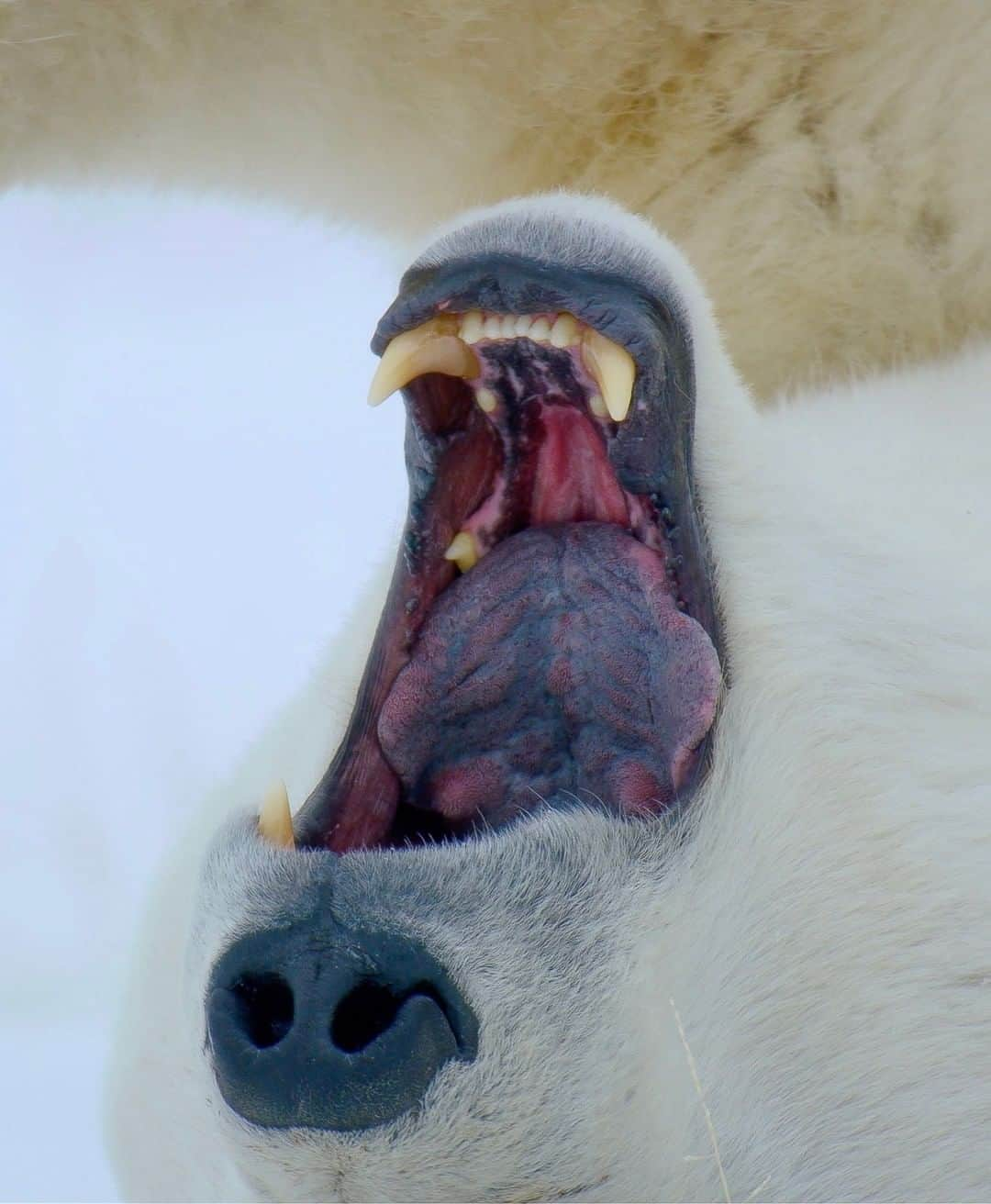 National Geographic Travelさんのインスタグラム写真 - (National Geographic TravelInstagram)「Photo by @bertiegregory | A large male polar bear yawns during a snooze on the west coast of the Hudson Bay, Manitoba, Canada. Aside from his blue-purple tongue, the most interesting thing I noticed while looking into the mouth of this bear was the positioning of his teeth. Behind polar bears' huge canines, there’s a gap where the teeth don’t erupt out of the gum. This gap allows the canines to sink deeper into their seal prey. This offers greater grip, allowing them to catch and pull seals out of the water.  Follow @bertiegregory for more wildlife adventures. #wildlife #snow #bear #teeth #polar bear」4月26日 5時05分 - natgeotravel