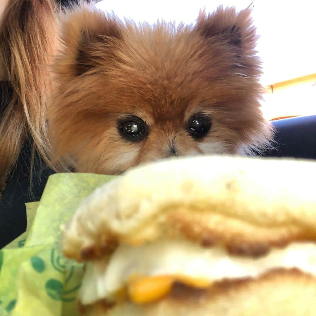 エレナ・サチンのインスタグラム：「Find someone who looks at you the way Mischka looks at his breakfast sandwich. 😍」