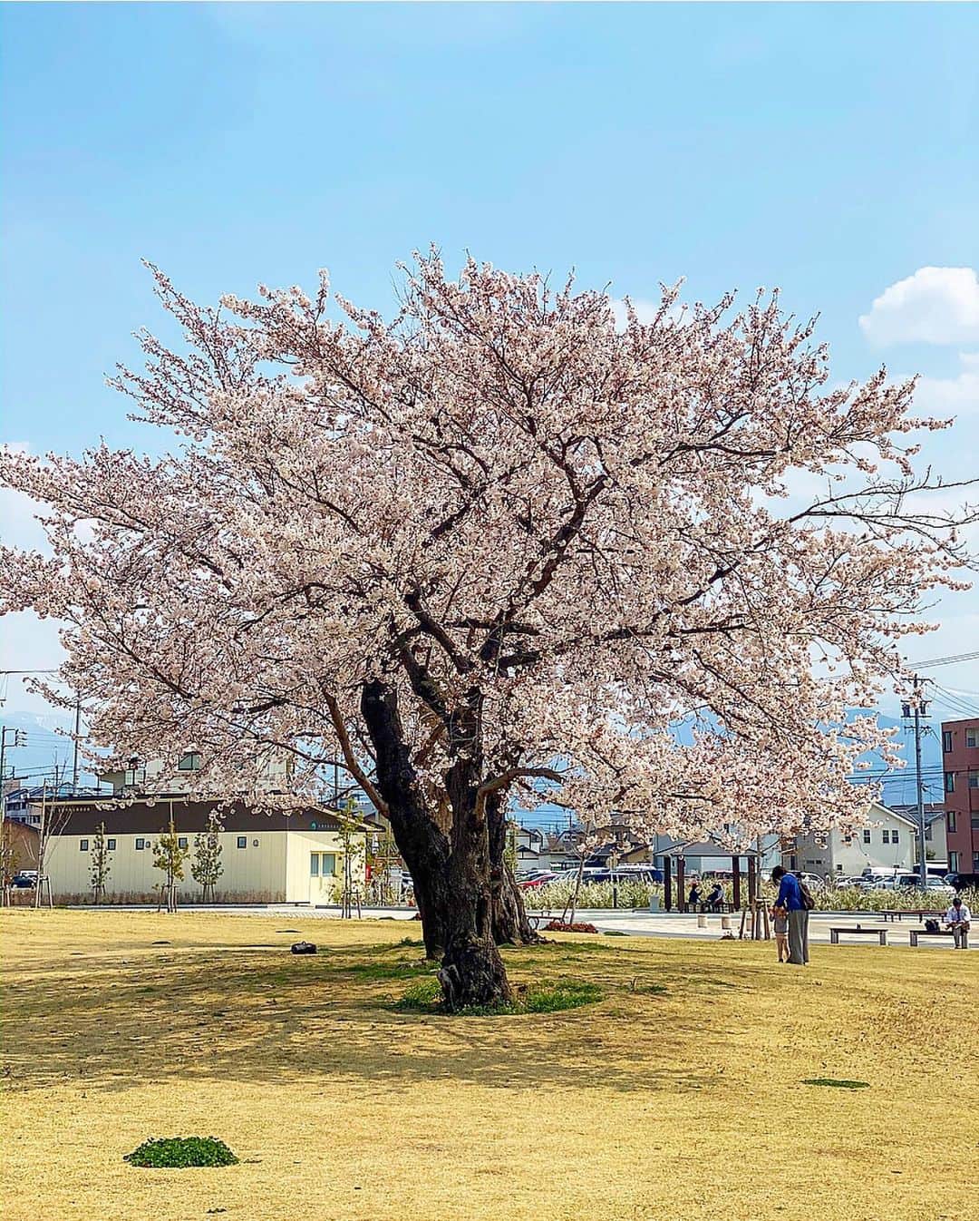 大槻瞳さんのインスタグラム写真 - (大槻瞳Instagram)「局から見える位置にある桜に、 この春は、例年にも増してとっても癒された💭 . #sakura#japan#桜#信州」4月26日 16時14分 - hitomi_otsuki_55
