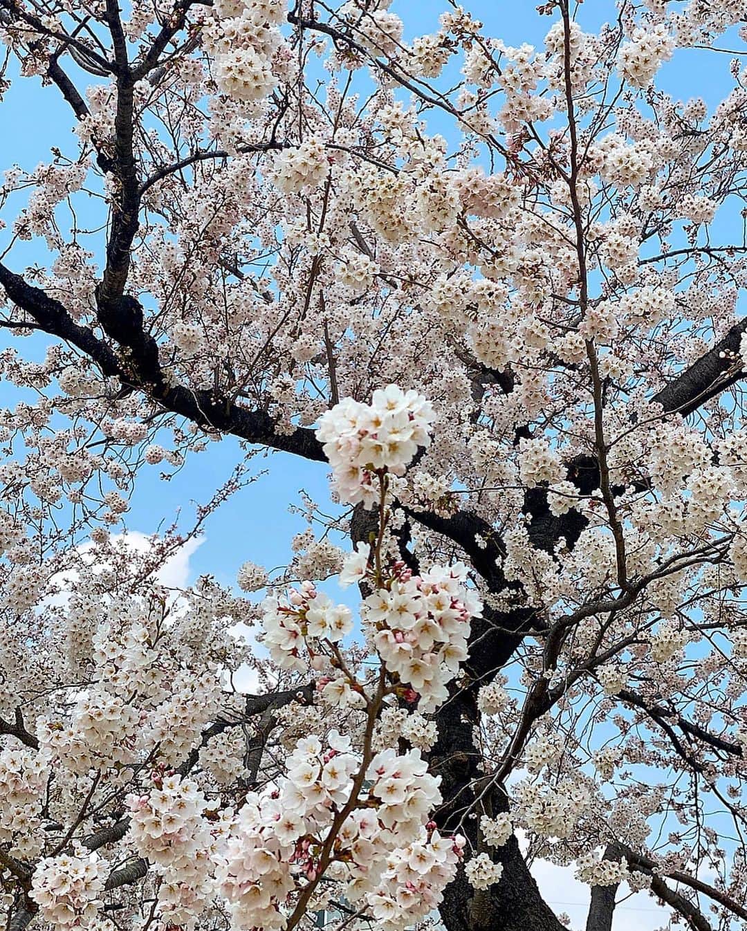 大槻瞳さんのインスタグラム写真 - (大槻瞳Instagram)「局から見える位置にある桜に、 この春は、例年にも増してとっても癒された💭 . #sakura#japan#桜#信州」4月26日 16時14分 - hitomi_otsuki_55