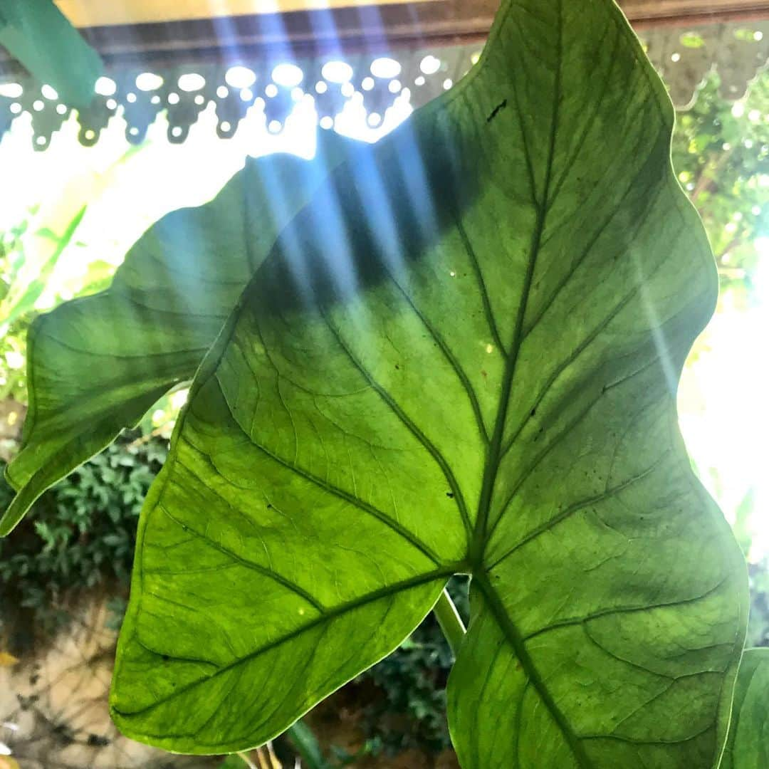 ベックスロックスさんのインスタグラム写真 - (ベックスロックスInstagram)「“The beauty you see in me is a reflection of you.” Rumi 🌱  #findingpleasureinlittlethings  #mothernaturesbeauty  #lazysundays  #naturaldesign」4月26日 16時19分 - rcollectivestudio