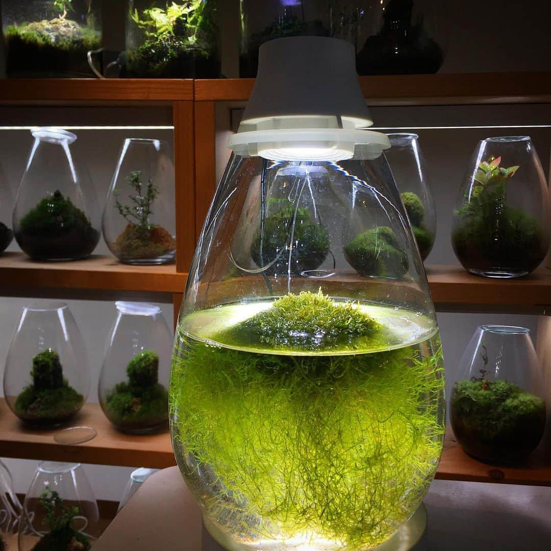 Mosslight-LEDさんのインスタグラム写真 - (Mosslight-LEDInstagram)「#mosslight#モスライト#苔#コケ#mossy#mossa#moss#terrarium #テラリウム#indoorgreen#plants#コケテラリウム#苔テラリウム#mossterrarium#mossarium#照明器具#lightingfixture#コケあかり#LED照明付テラリウム#パルダリウム#paludarium#インドアグリーン#照明デザイン#mosslightled#indoorgreens#インテリアグリーンのある生活」4月26日 17時08分 - mosslight1955