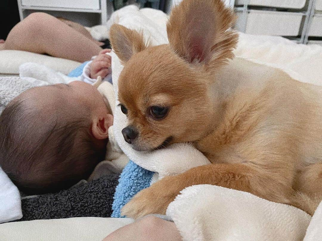 瀬戸サオリさんのインスタグラム写真 - (瀬戸サオリInstagram)「テディが息子のそばにべったり👶🏼🐕🤎 . 👨🏻👶🏼🐕👩🏻💤 . 最近毎朝この光景可愛い🤍🤎 . さて今日もstay home🏡☀️ 夫と鬼滅の刃を見始めました📺 ＿＿＿＿＿＿＿＿＿＿＿＿＿＿ #朝の光景 #テディと息子 #男の子ベビー」4月26日 8時40分 - seto_saori