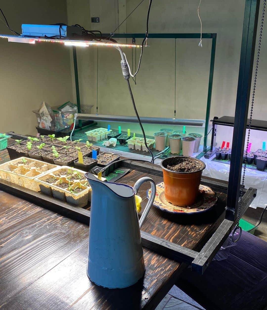 ミラ・ジョヴォヴィッチさんのインスタグラム写真 - (ミラ・ジョヴォヴィッチInstagram)「Just a bit of weekend gardening glam.😘💄 I have a set up with indoor grow lights where I start all my seeds which is super fun. These last few weeks I’ve planted herbs and some gorgeous heirloom tomato varieties, which are all just sprouting. Today I’ve been transplanting some of these seedlings into bigger pots to get stronger before I plant them outside.🌱👩🏻‍🌾💋 Всего лишь немного садоводства по выходным. У меня есть настроенный светильник для комнатных растений, где я начинаю выращивать семена, это очень весело.  В последние несколько недель я сажал травы и некоторые великолепные сорта томатов семейной реликвии, которые только-только прорастали.  Сегодня я пересаживал некоторые из этих саженцев в большие горшки, чтобы они стали сильнее, прежде чем сажать их на улице.🌱👩🏻‍🌾💋」4月26日 9時51分 - millajovovich