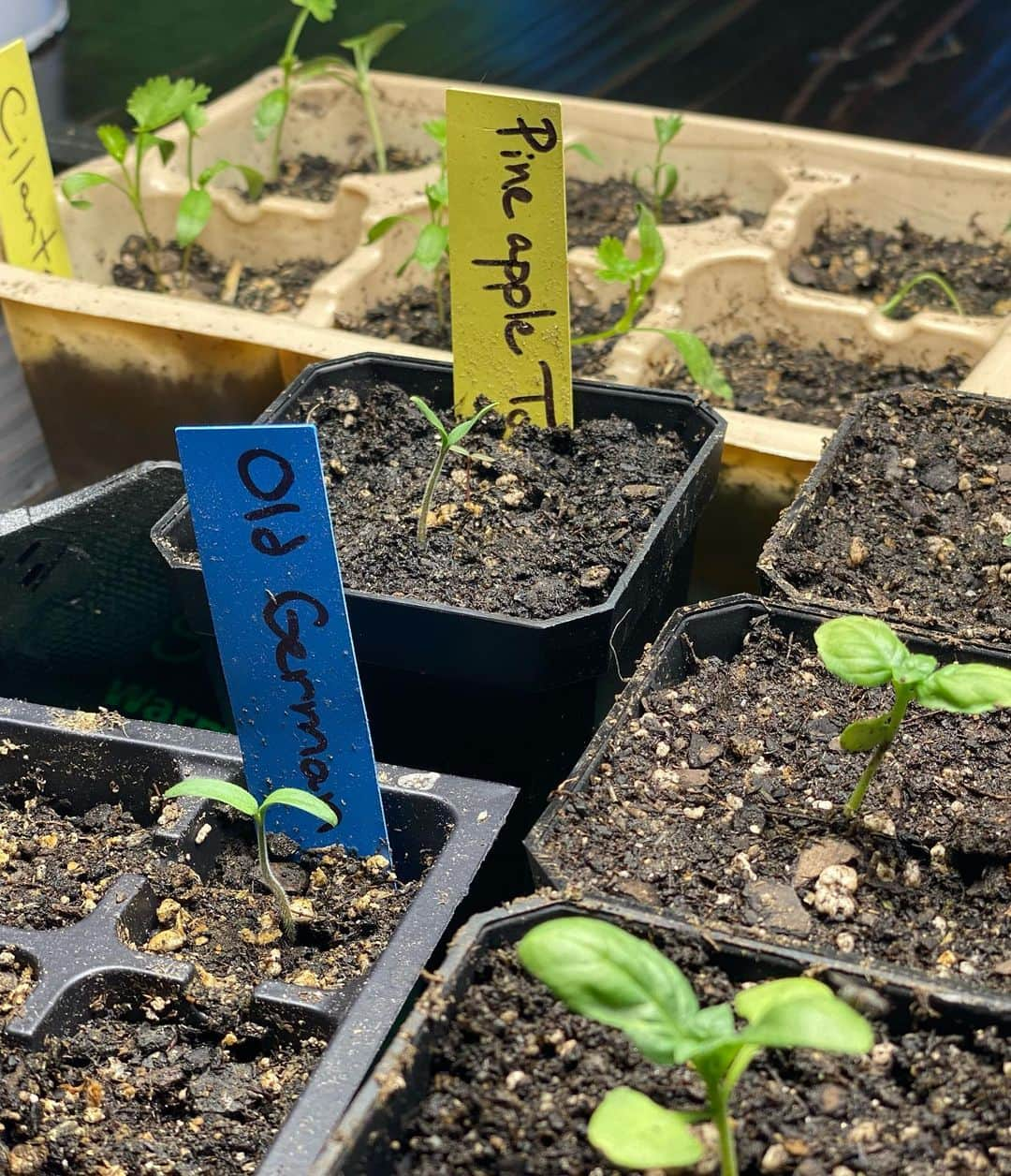 ミラ・ジョヴォヴィッチさんのインスタグラム写真 - (ミラ・ジョヴォヴィッチInstagram)「Just a bit of weekend gardening glam.😘💄 I have a set up with indoor grow lights where I start all my seeds which is super fun. These last few weeks I’ve planted herbs and some gorgeous heirloom tomato varieties, which are all just sprouting. Today I’ve been transplanting some of these seedlings into bigger pots to get stronger before I plant them outside.🌱👩🏻‍🌾💋 Всего лишь немного садоводства по выходным. У меня есть настроенный светильник для комнатных растений, где я начинаю выращивать семена, это очень весело.  В последние несколько недель я сажал травы и некоторые великолепные сорта томатов семейной реликвии, которые только-только прорастали.  Сегодня я пересаживал некоторые из этих саженцев в большие горшки, чтобы они стали сильнее, прежде чем сажать их на улице.🌱👩🏻‍🌾💋」4月26日 9時51分 - millajovovich