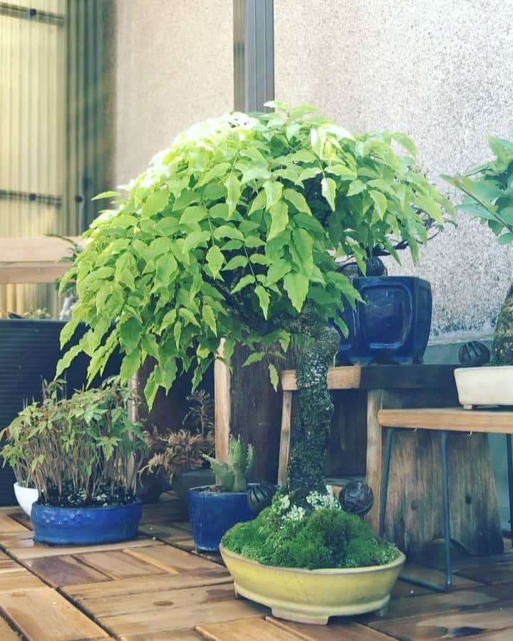 金成公信のインスタグラム：「Blown by the wind... #盆栽 #bonsai #bonsaijapan #japanesebonsai #wabisabi #bonsailovers #bonsailife #bonsaitree #bonsaiart #bonsaigram #bonsaiworld #plants #tree #greenlife #greenlifestyle #苔 #moss #睡蓮 #睡蓮鉢 #ビオトープ #biotope」