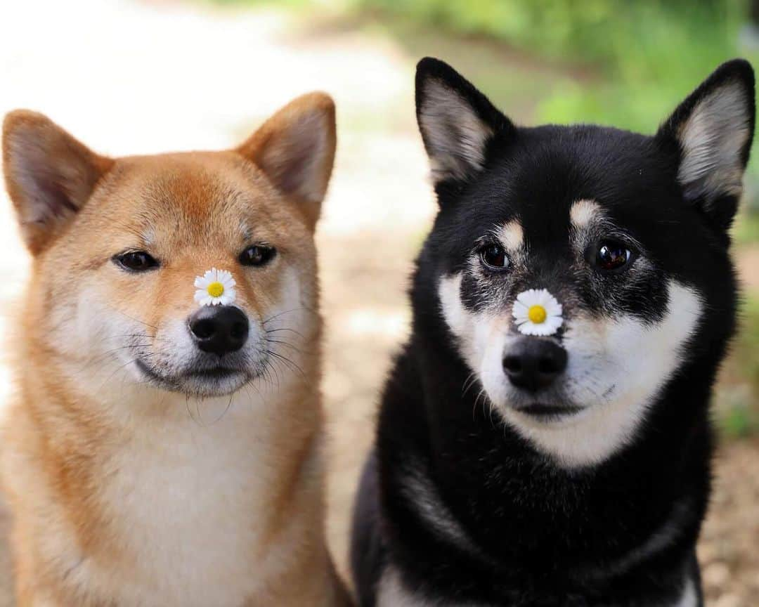 黒柴みくさんのインスタグラム写真 - (黒柴みくInstagram)「* お鼻にお花乗せ〜🌼 いつもりながみくを見てるけど、みくがりなを見てたよ🐻🦊 * * * #エリゲロン #お花柴女子くらぶ #庭の花 #おうちじかん #うちで過ごそう * * #黒柴みく Miku 🐻 7 years old ❤︎girl #柴犬りな Rina 🦊 1 year old ❤︎girl  2020.4.26㊐ * * #黒柴 #kuroshiba #赤柴 #redshiba #柴 #shibadog #shibainugram #しば #柴犬マニア #しばいぬ部 #狗狗日常 #柴犬グラム #shibes #柴犬部 #しばいぬだいすき #柴犬大好き #barked #9gagpets #9gag #thedailyshibainu #みくりな202004 #シマホスマイル」4月26日 10時16分 - 9648miku