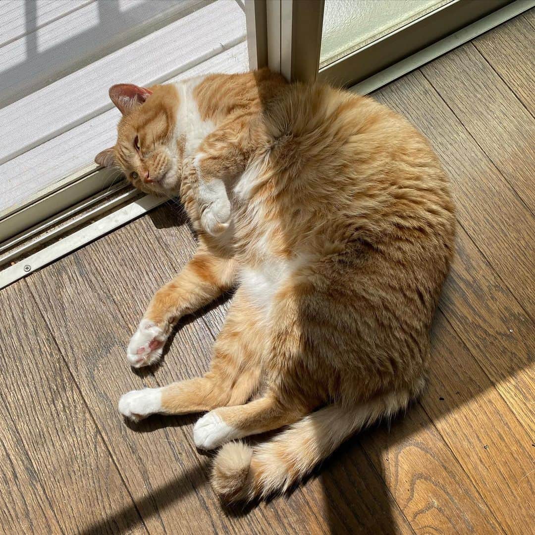 金巻ともこさんのインスタグラム写真 - (金巻ともこInstagram)「ごろんごろーんチャイ  #kurohakuchai #tabby #orangetabby #cat #猫 #茶トラ男子部 #catstagrams」4月26日 10時31分 - tomotomoco