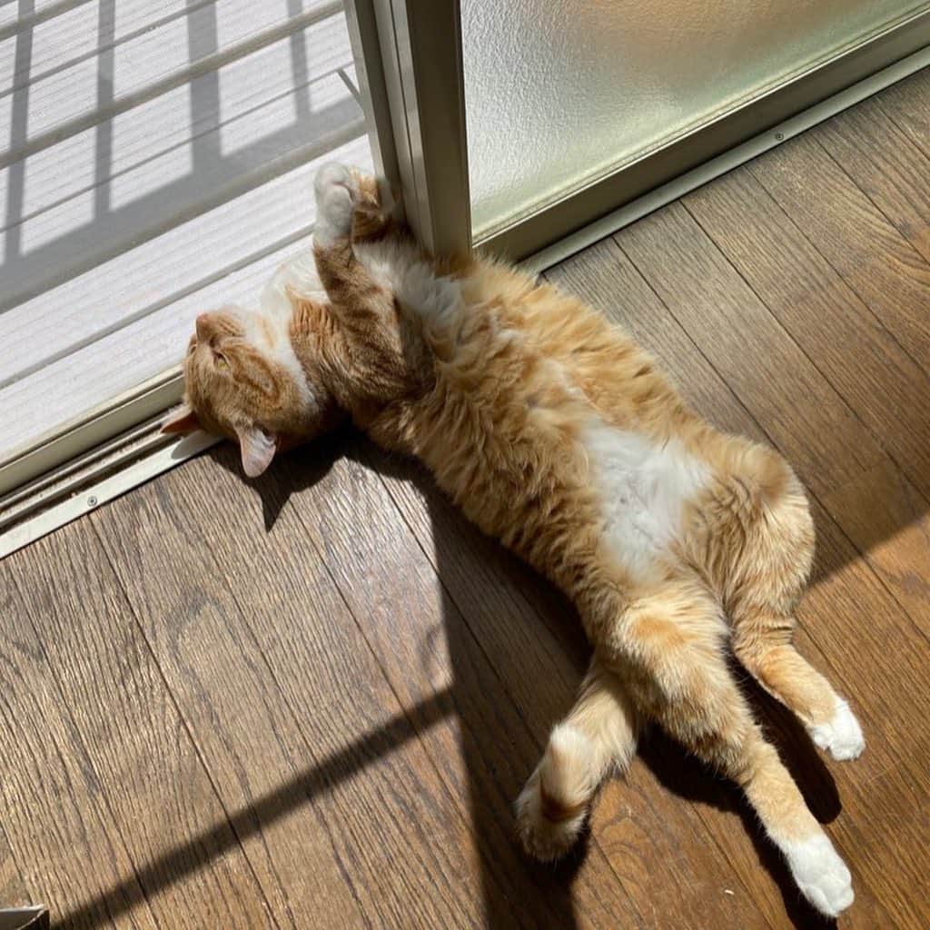 金巻ともこのインスタグラム