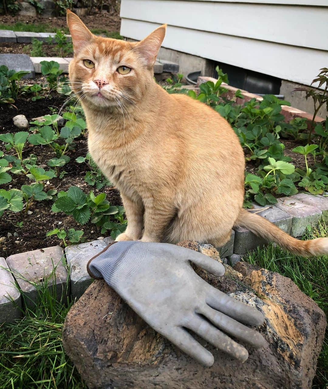 Snorri Sturlusonさんのインスタグラム写真 - (Snorri SturlusonInstagram)「STOLEN: night of 4/24, another grey garden glove, announced at 3am. I love this expression. #snorrithecat #kleptokitty #pnw #spokanedoesntsuck」4月26日 10時39分 - snorrithecat