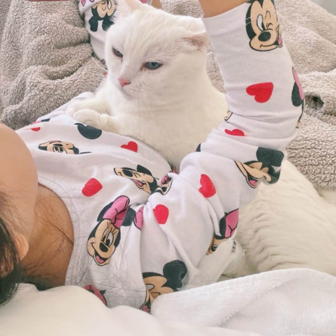 のインスタグラム：「毎日みんなが家にいて最高だにょ #danyo #danyocawaii #munchkin #whitecat #catstagram #catlovers」