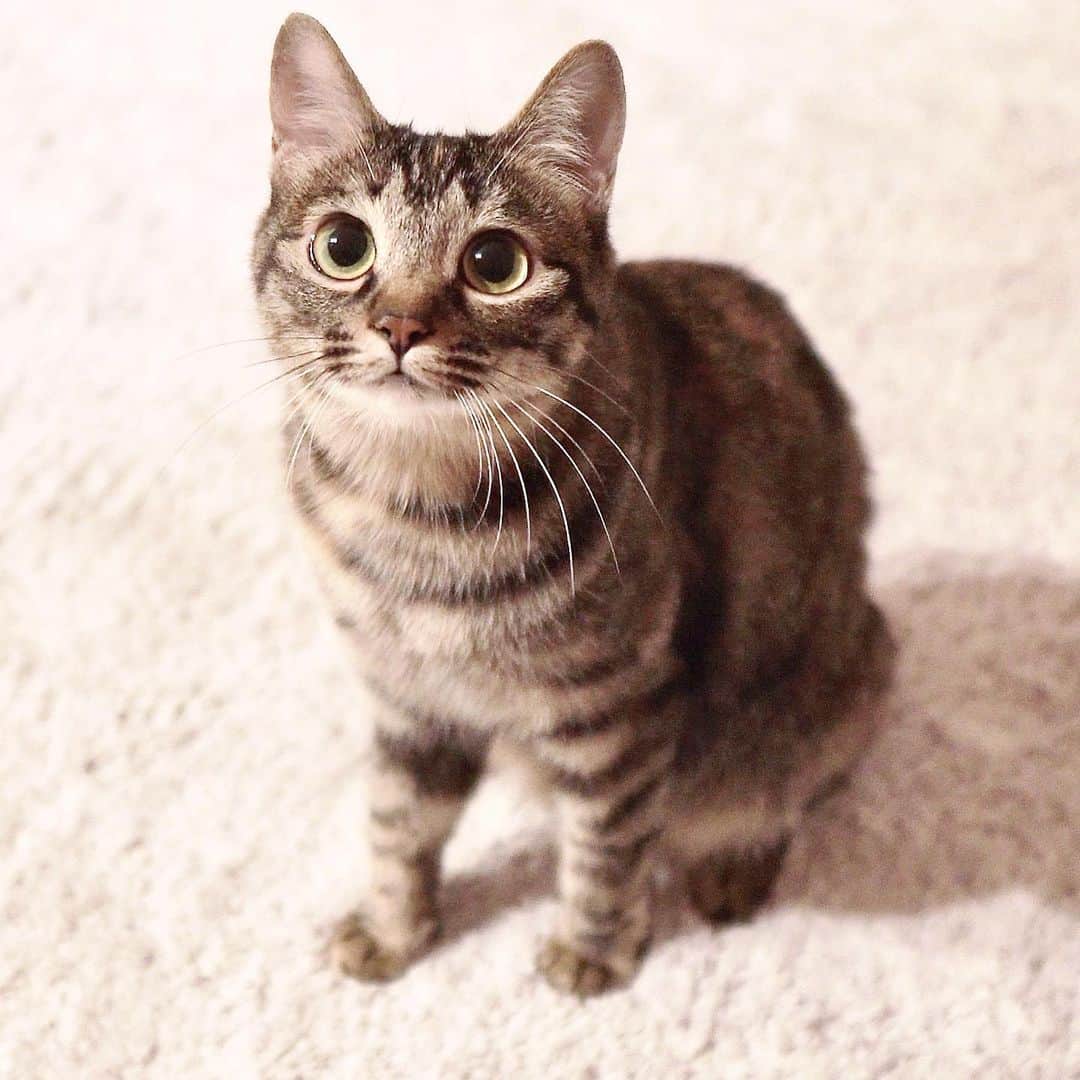 スーパーナブラのインスタグラム：「． ． こんにちは😊 今日は猫ちゃんライブの日です🐈 ． お時間あえばぜひ遊びにきてくださいね💕 ． YouTube → スーパーナブラチャンネル 4月26日(日) 15時00分〜 ． ． #猫#ネコ#保護猫#にゃんすたぐらむ #にゃんだふるらいふ#温泉#ねこ#和食 #犬#チワックス#犬#いぬ#わんこ#イヌ #いぬすたぐらむ#車中泊#風景#景色 #琵琶湖#釣り#ブラックバス#バス釣り #発見#おでかけ#女子旅#ツーリング #自然#釣り#釣りガール#YouTube」