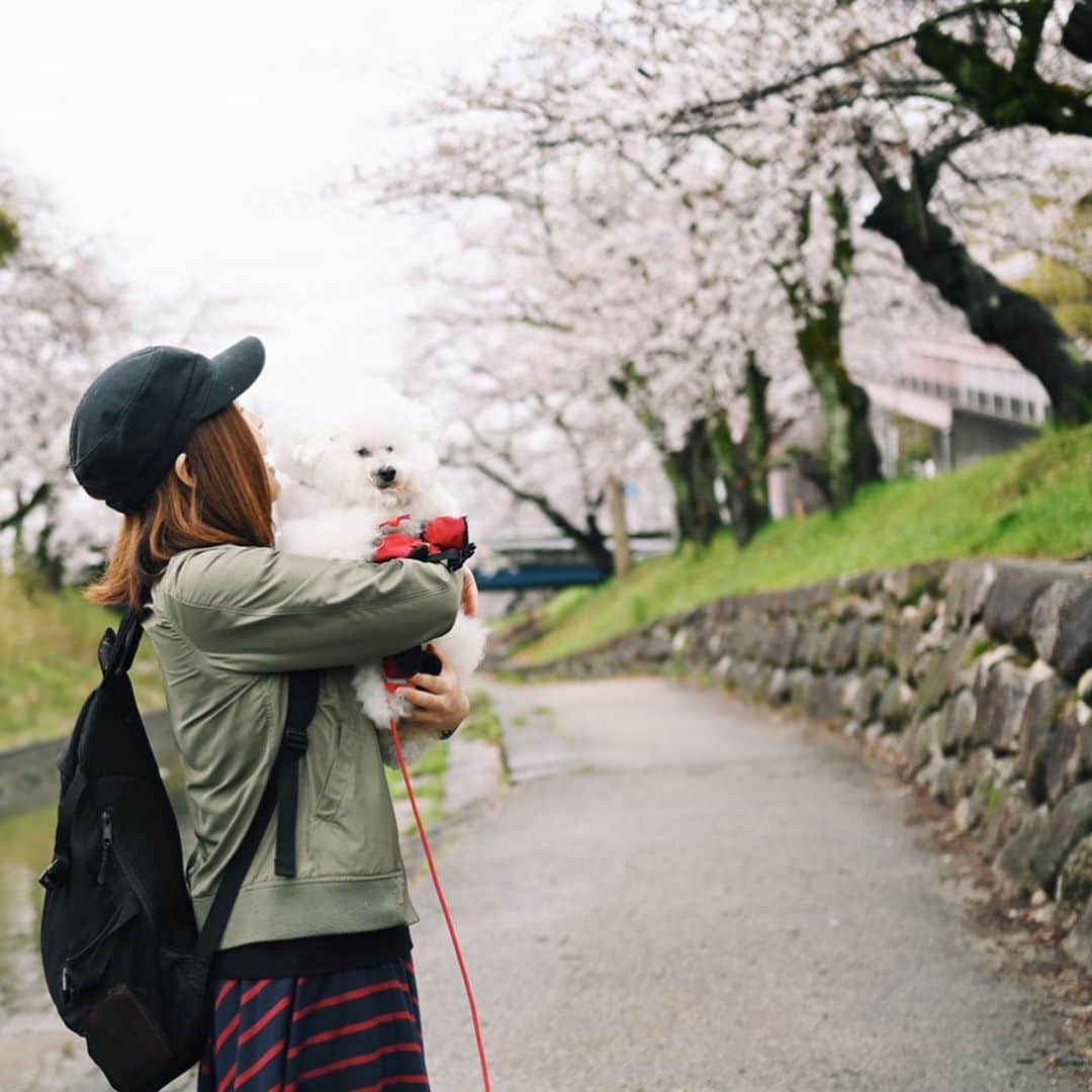 ゆうのインスタグラム：「. . ＊過去写真です＊ A photo from the past . 今日、アーニーのブラッシング中に 物凄く愛おしい気持ちになり...❤️ . 毎日大好きが更新されて 時々お母さんは不安になるのです🥺 . . . #大好きアーニーさん #愛してる #愛の爆発💥 #throwback . .」