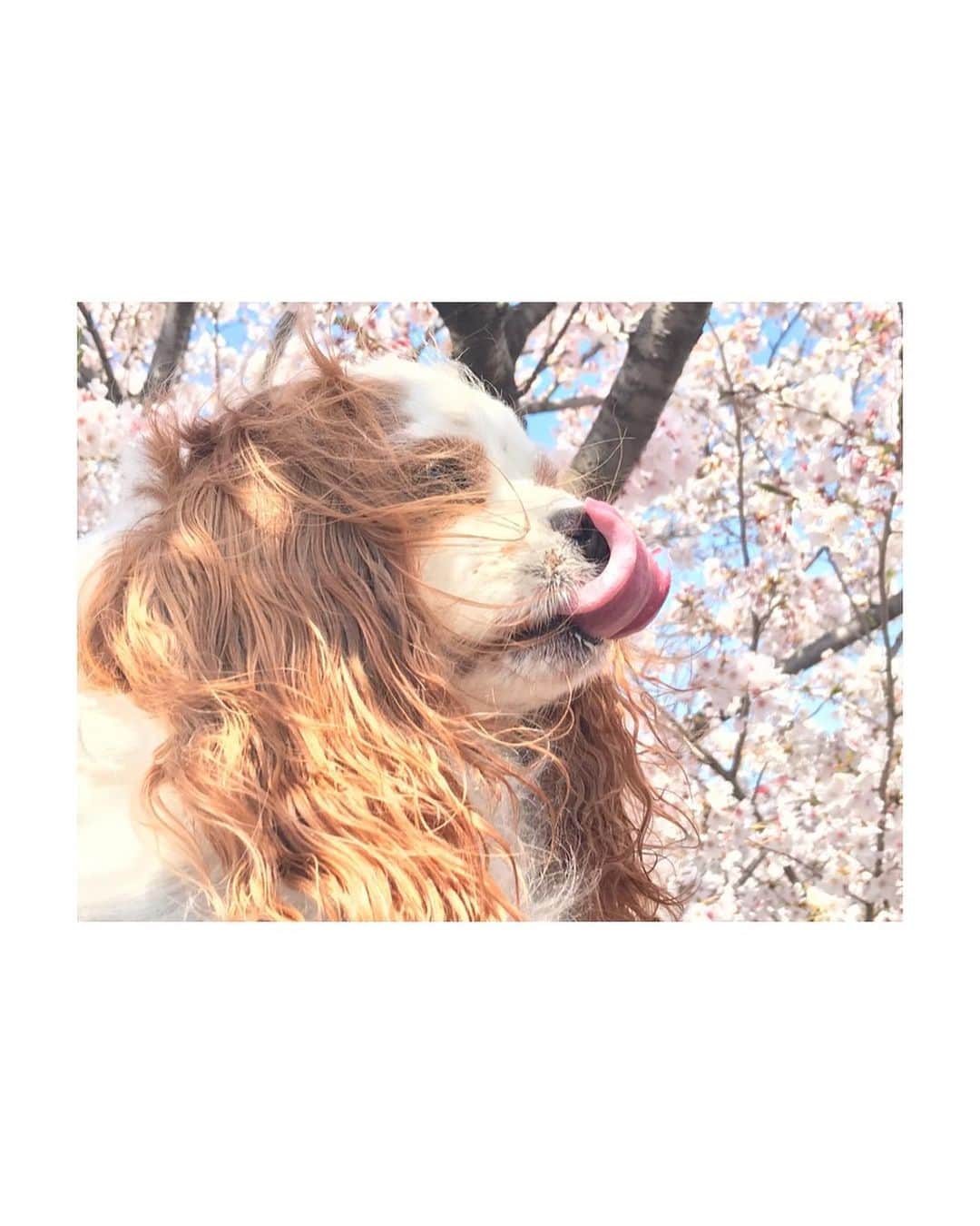 大谷芽衣さんのインスタグラム写真 - (大谷芽衣Instagram)「・ ・ ・ 桜はもう散ってしまったけれど。 つつじが綺麗に咲く時期になったのが とても嬉しい。つつじ好き。 stay homeしていますが 毎日少しの時間だけ犬のお散歩は しています。 散歩のときもマスクつけてます(о´ω`о) 私は人の少ない道にお散歩コース変えたり 時間帯選んだりほんの少し工夫してるよ〜。 ・ １枚目の写真、生首みたいになった。笑 ・ ・ #sakura #桜 #🌸 #過去pic #ペットカート #お散歩 #いぬすたぐらむ  #dogstagram #cavalier #cavlove  #cavalierkingcharlesspaniel  #Chihuahua #つつじ #躑躅 #swipeleft #followme」4月26日 17時26分 - otani_mei