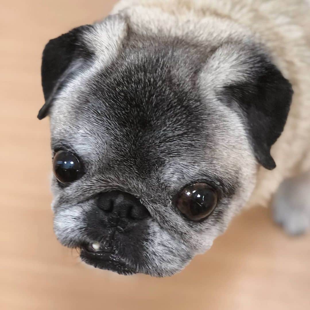 八兵衛のインスタグラム：「Hachibei🐶 * * やる気みなぎる * * #前歯  #ほぼ黒パグ #おじいちゃん犬 #pug #puggy #puglife #puglove #petstagram #pugstagram #pugsofinstagram #pugs #dog #ふわもこ部  @igersjp #IGersJP #east_dog_japan #pecoイヌ部 #八兵衛 #はちべえ #朝ワンコ夕ニャンコ」
