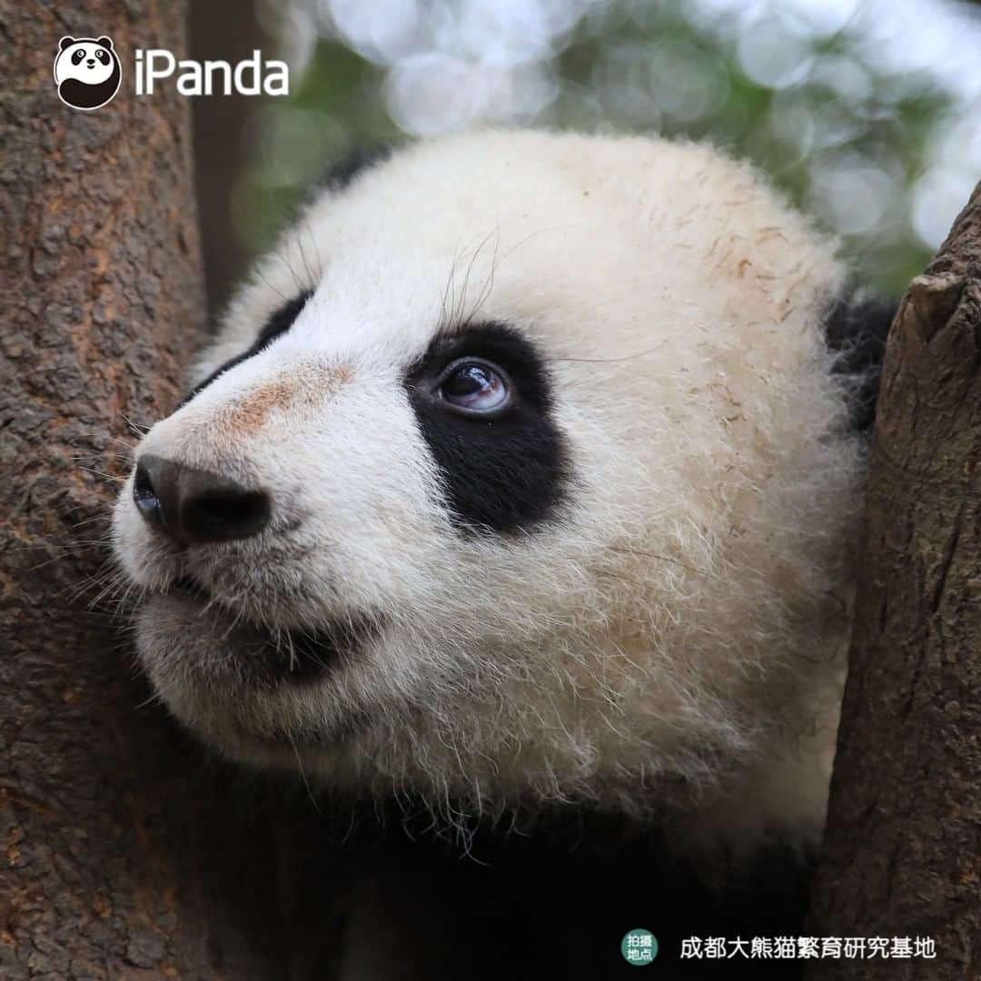iPandaさんのインスタグラム写真 - (iPandaInstagram)「Oh baby, you must be wearing makeup! I’ve seen the shadow powder on your nose! (Liu Liu) 🐼 🐾 🐼 #panda #ipanda #animal #pet #adorable #China #travel #pandababy #cute #photooftheday #Sichuan #cutepanda #animalphotography #cuteness #cutenessoverload」4月26日 17時30分 - ipandachannel