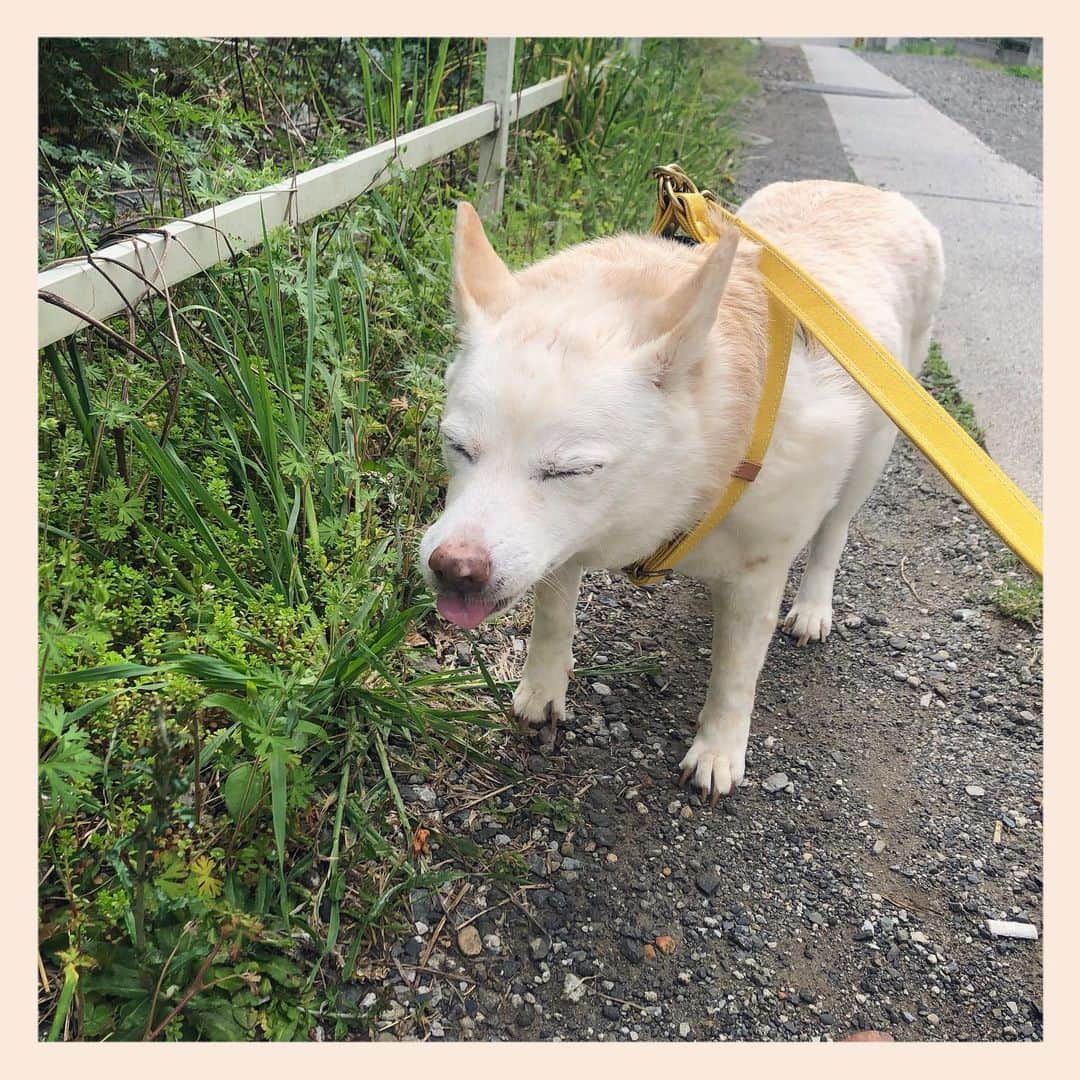 パンといっぴきのインスタグラム：「草をむしゃむしゃ。  #元保護犬 #雑種犬 #crossbreed #mixdog」