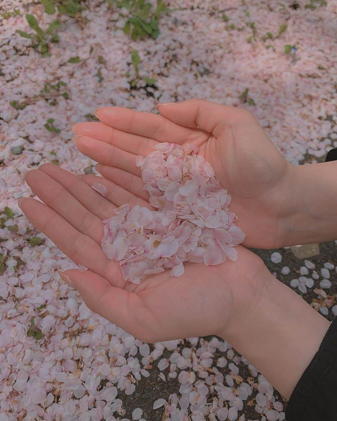 森下舞桜さんのインスタグラム写真 - (森下舞桜Instagram)「花びら🌸💓 #하트 #봄  #벚꽃  #ハート #春  #桜  #お散歩  #ウォーキング」4月26日 12時49分 - morishita_mao