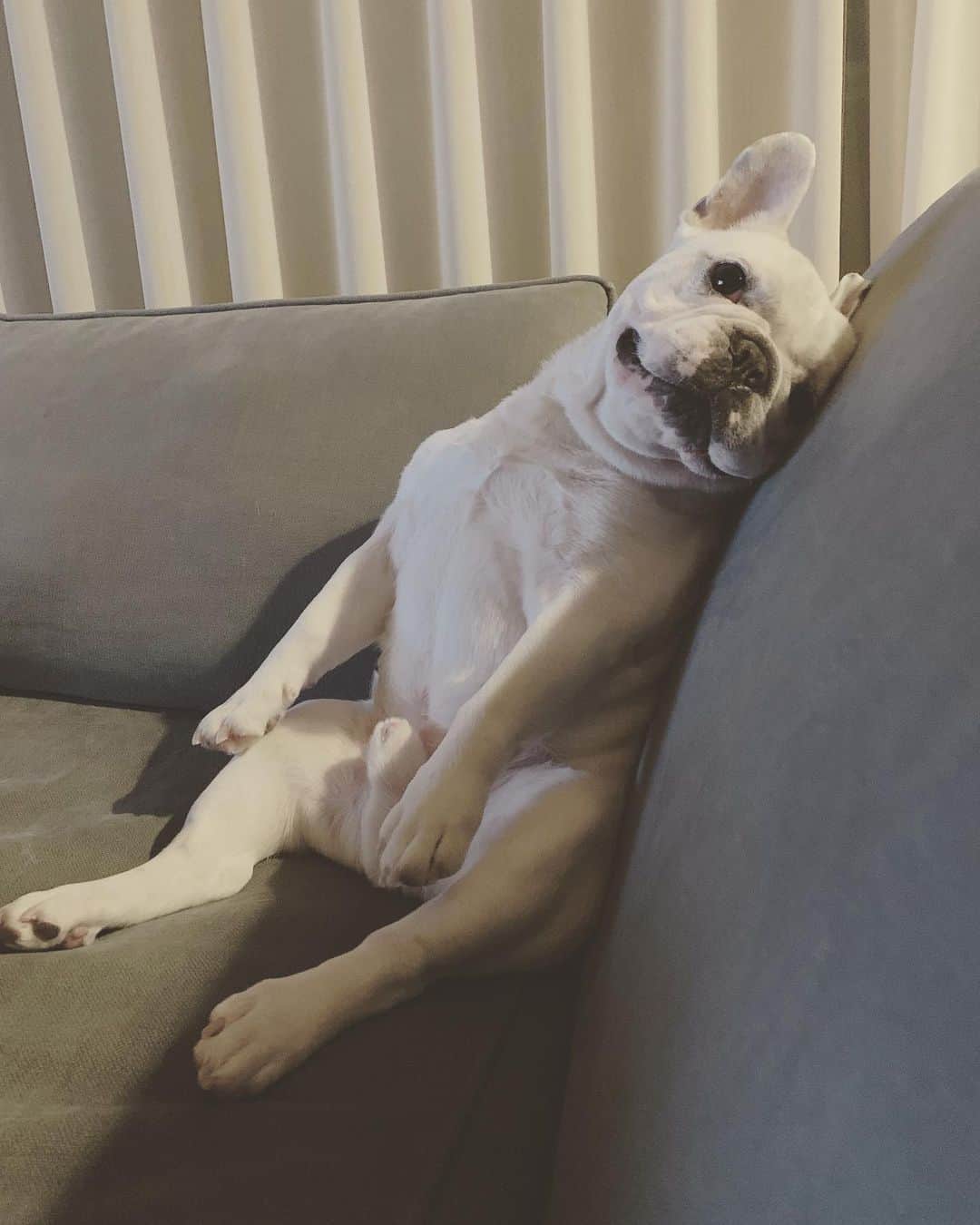鑑田幸代のインスタグラム：「今日は斜め🐷 #彼なりに #ソファーを #使いこなす #お疲れなのね #frenchbulldog  #frenchbulldogs  #french_bulldogs  #frenchie  #buhi  #ハニーパイド #フレブル  #グース #グーちゃん」