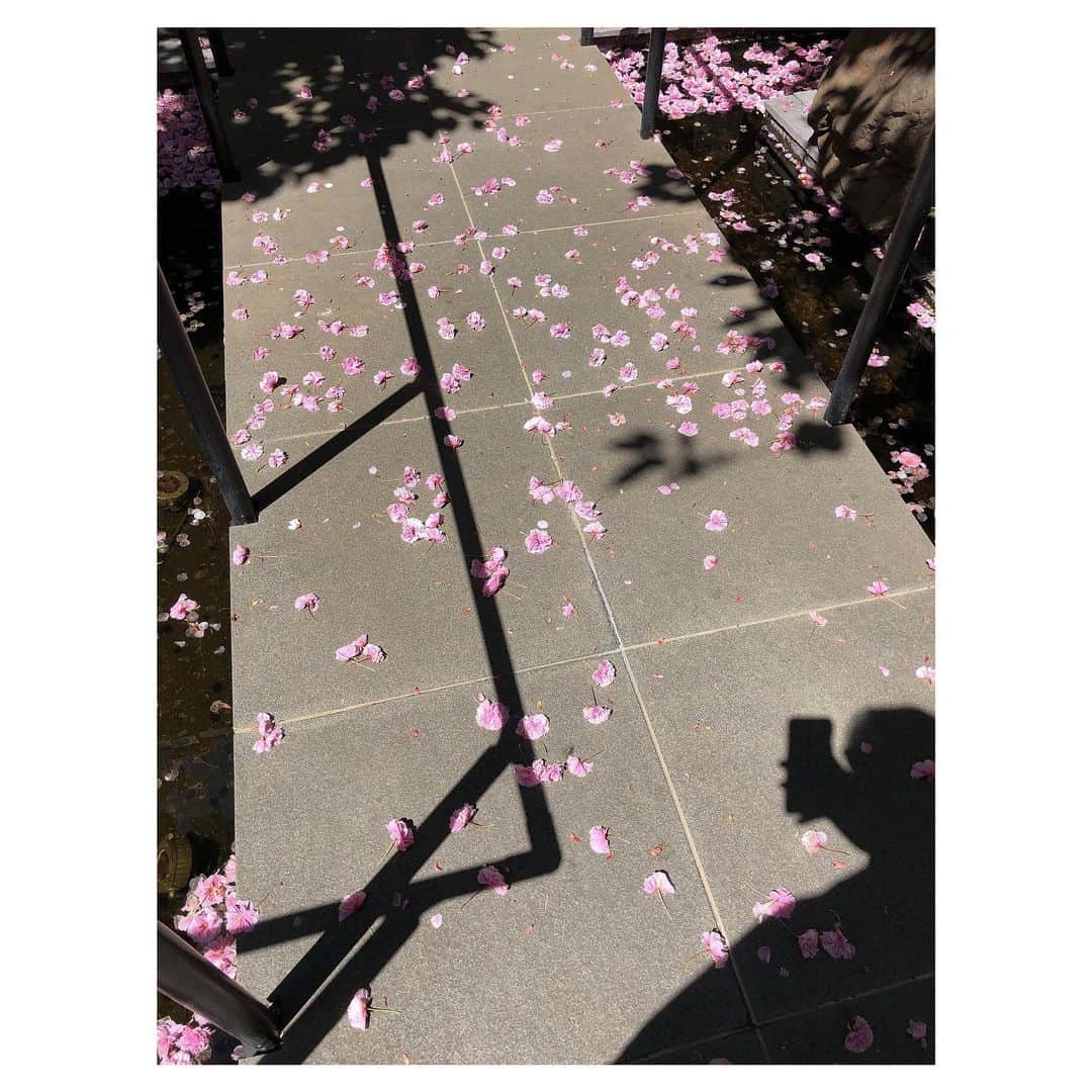 理絵さんのインスタグラム写真 - (理絵Instagram)「良い一日を  #八重桜 #桜 #花 #花びら #花弁 #ciliegio #cherryblossom #벚꽃 #flowers #flower #fiore #꽃 #花 #tokyo #japan」4月26日 13時17分 - ____rie____
