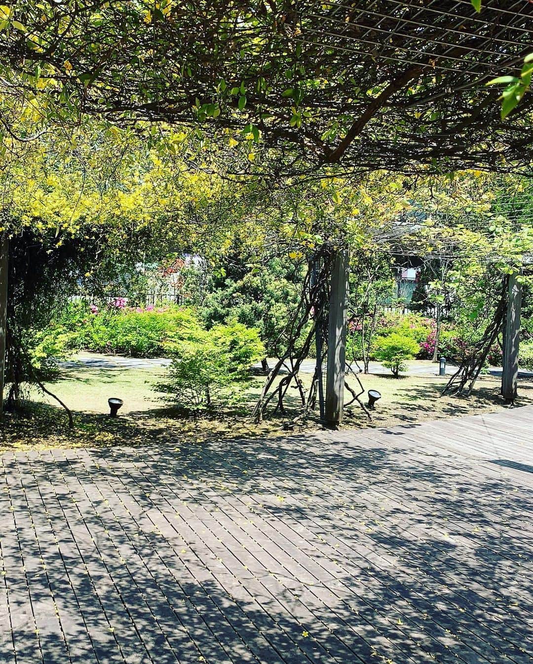 氷浦紫さんのインスタグラム写真 - (氷浦紫Instagram)「公園も#遊具が使用禁止　だし、思い立って住んでるマンションのお庭に行ってみたらすごくよくて、なんでもっと早く来なかったのだろうと後悔したけど、これから度々行こう。 #カロライナジャスミン #黄色いジャスミン#マンションのお庭#こんな近くにいいとこあった」4月26日 13時10分 - yukalihiula