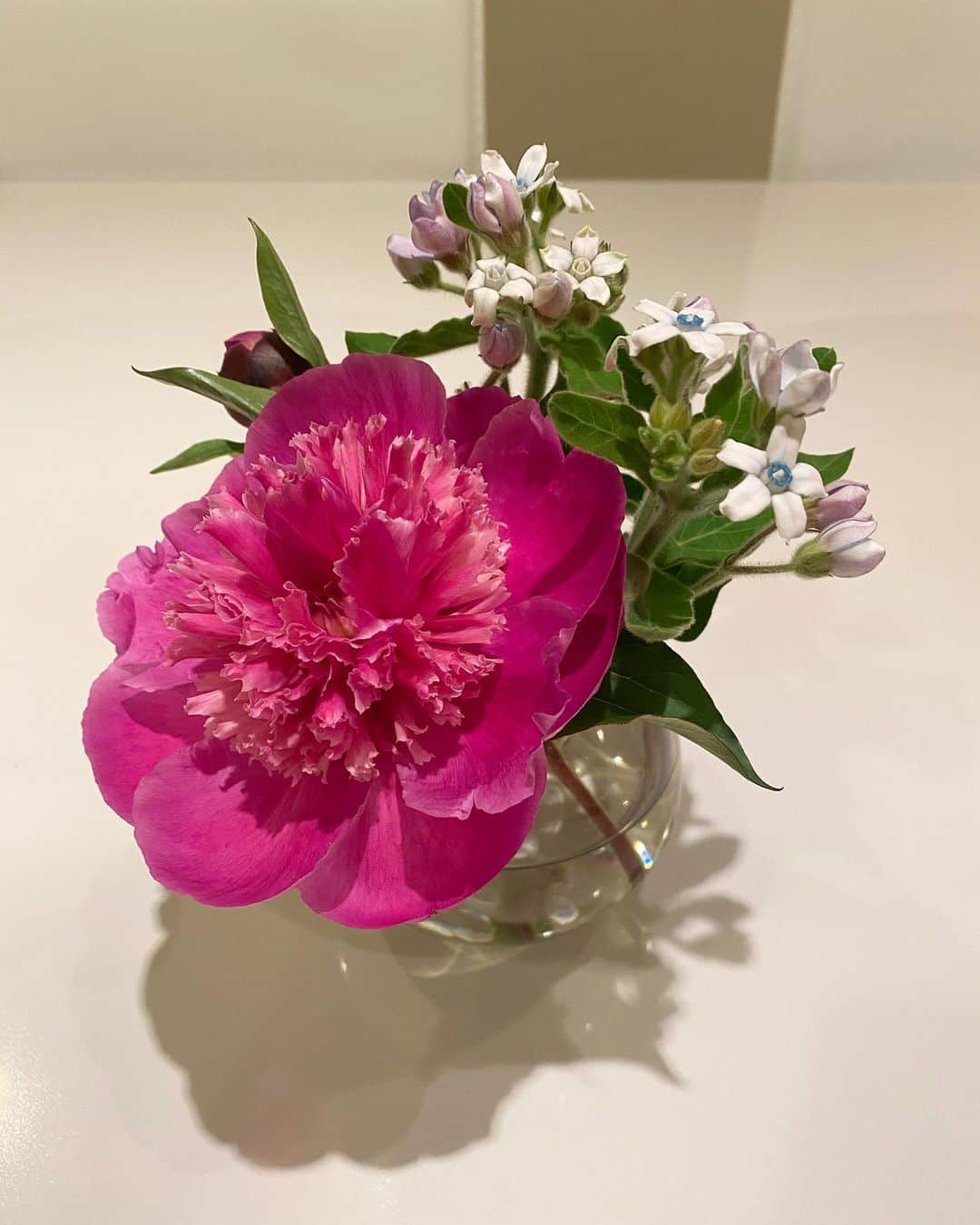 花野じゅりあさんのインスタグラム写真 - (花野じゅりあInstagram)「. この組み合わせ、好きです  てまり咲きの芍薬と、ブルースター . . . . . #テーブルフラワー #芍薬 #ブルースター」4月26日 13時25分 - julia.hanano