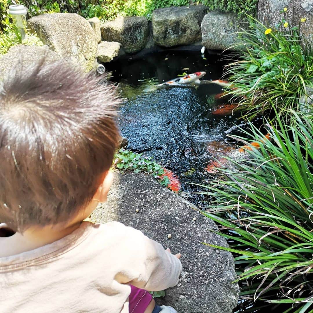 本多真弓さんのインスタグラム写真 - (本多真弓Instagram)「テイクアウトのパンフレットをいただきに来ただけだったのですが、息子と店先の鯉を眺めていたら「餌あげてみますか？」とお店の方に声をかけてもらいました。 動物園にも水族館にも行けてない状況なので、鯉のエサやり、最高のアトラクションでした🙌✨ 貴重な機会をありがとう御座います💕 次回は良い目のお寿司テイクアウトしにきます🤩 . . #休日 #パパ撮影 #男の子ママ #1才6ヶ月  #テイクアウト #お寿司 #七五三鮨」4月26日 13時31分 - mayumi_h_i