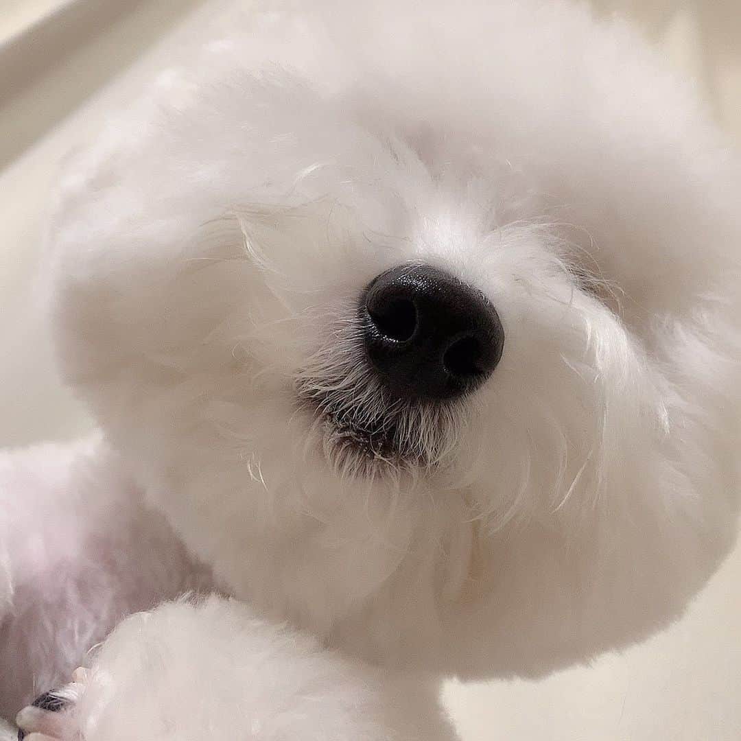 ハナマサのインスタグラム：「やはりカットしたてが一般気持ちいい🥰  #hanamasagram #ハナマサグラム　#はなまさ」
