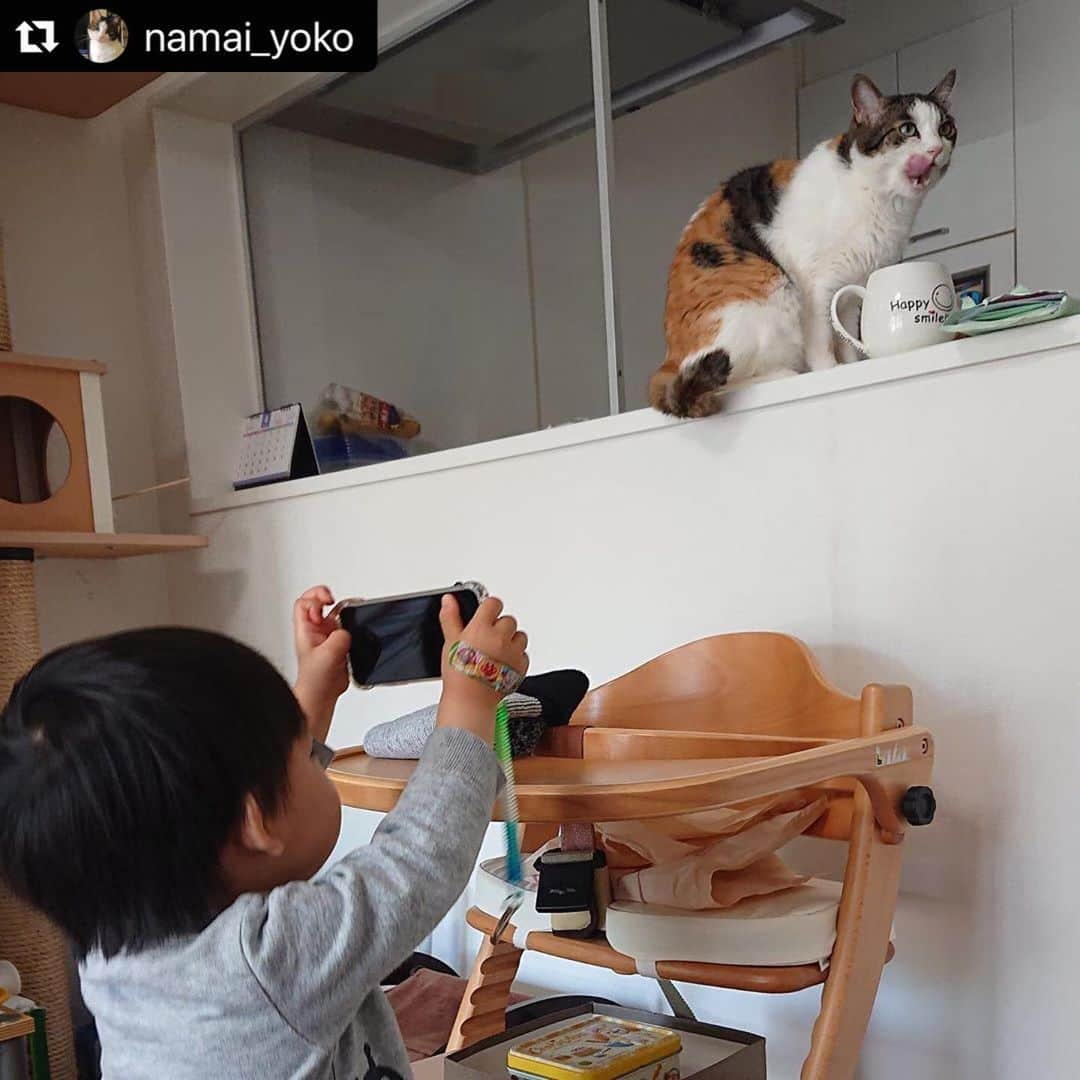 ねこさんのインスタグラム写真 - (ねこInstagram)「【#ねこは人を笑顔にする】❣️ 撮影中😍📸パシャパシャ @namai_yoko さん、ありがとう🏠💕 #Repost @namai_yoko with @make_repost ・・・ ヨーコです。 最近弟くん👶は、ご主人さまに使っていないスマホをもらったみたいです🐱 電源は入らないみたいですが、今日は奥さんの真似をして、わたしの写真を撮っています😺 . . #三毛猫ヨーコ #三毛猫 #みけねこ #保護猫  #ねこ #和猫 #はちわれ #猫 #和風美人猫 #シニア猫  #三毛猫部 #ねこ部 #ネコ部 #ねこら部  #ねこすたぐらむ  #みんねこ #ねこのいる生活 #にゃんだふるらいふ #猫好きさんと繋がりたい  #朝ワンコ夕ニャンコ  #nyancon01 #ペコ猫部  #写真 #ねこは人を笑顔にする」4月26日 14時28分 - neko_magazine