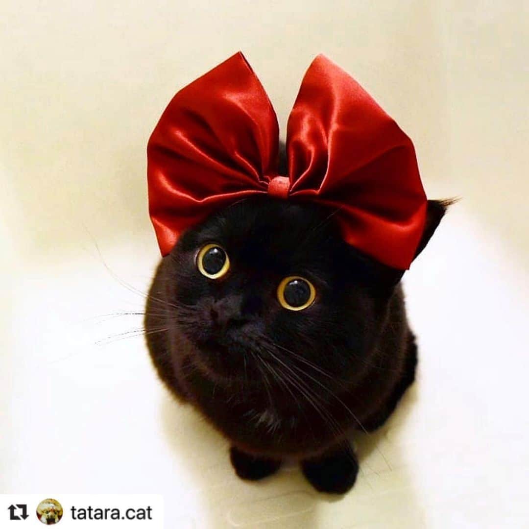 ねこさんのインスタグラム写真 - (ねこInstagram)「【#ねこは人を笑顔にする】❣️ わァー😍♥️魔女の○急便みたいで可愛い😂💕真っ赤なリボンよく似合ってるよ〜😎 @tatara.cat さん、どうもありがとう🧘‍♀️☀️ #Repost @tatara.cat with @make_repost ・・・ 🖤 Custard : Nooo this bow is mine😽🎀💕 * * * * * スゥちゃん 「みんにゃ…スゥのおリボンなんですけど…💦」 * * マロ先輩🎀→ぼんてん🎀→ときて ３にゃん横に並べたくなり、 おリボンの持ち主のスゥちゃんに ご登場願いました😺😺😺🎀🎶 * うーん、 みんにゃホントにかわいいよー!!😆💖 * * * * * #じゃらしー作品で世界を癒す @jinrinaakubinico816 先生の作品です✨ * * * * * * * * * * * #黒猫 #くろねこ #黒猫同盟 #猫 #ネコ  #nyancon01 #ペコねこ部  #ペトこと猫部 #nekoclub #ねこは人を笑顔にする #にゃんすたぐらむ #ねこのきもち #ぬいぐるみ #キキ #cat #kitty #blackcat  #catsofinstagram #coicommunity #blackcatsofinstagram #instacats #bestmeow #black_cat_crew #happycatclub #blackcatstellall #9gag #sweetcatclub #catloversclub」4月26日 14時23分 - neko_magazine