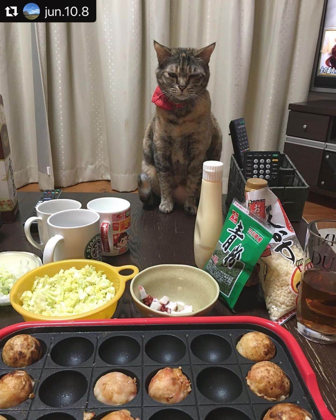 ねこのインスタグラム