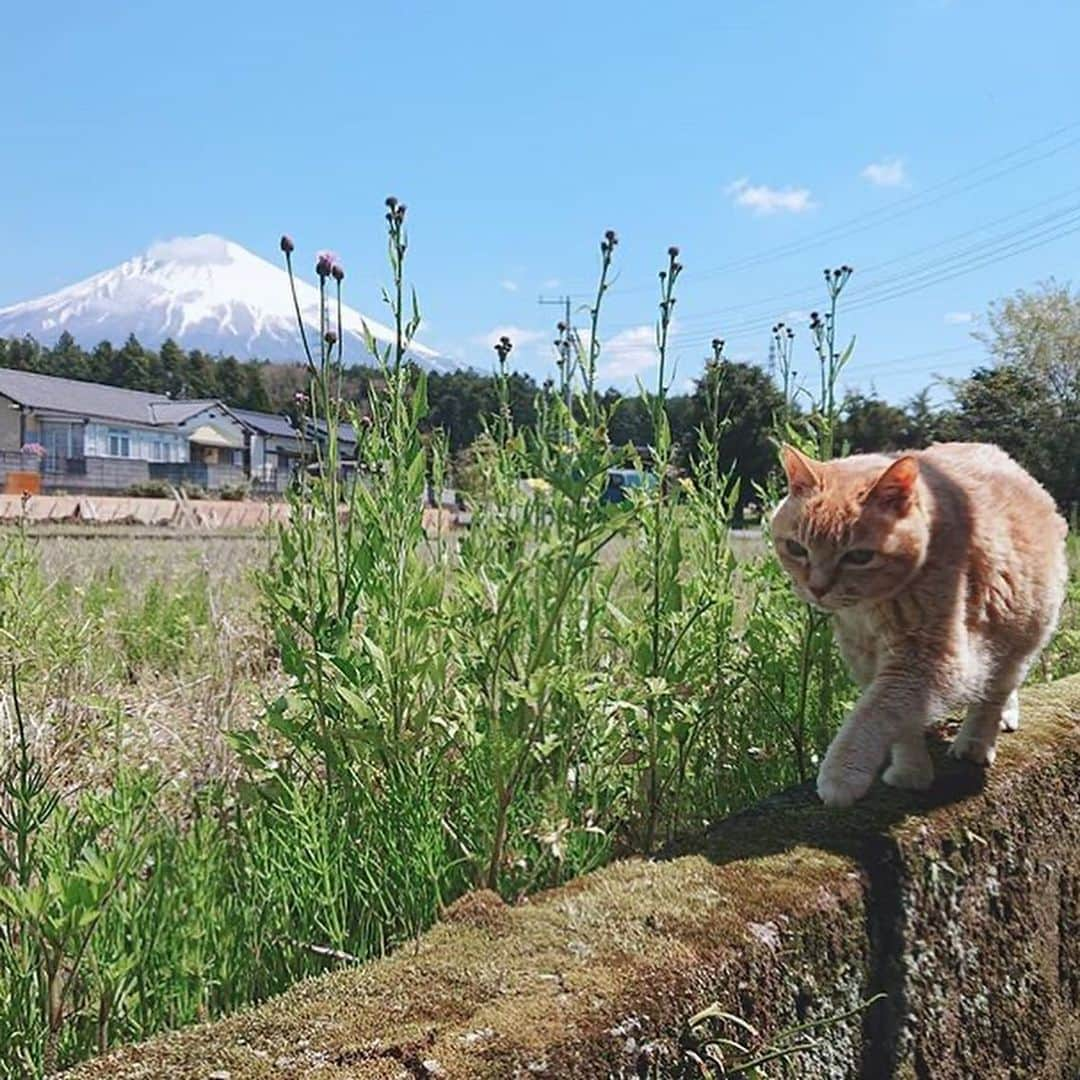 ねこさんのインスタグラム写真 - (ねこInstagram)「【#ねこは人を笑顔にする】❣️ くぅちゃんが、富士山の様子を皆さまにお届けします🗻📸 @qoosasuke さん、ありがとう😊☀️ #Repost @qoosasuke with @make_repost ・・・ #イマフジ 🗻🐈 . . #くぅ と#日向ぼっこ ☀  もう家の中入ろうとしてたから  もう少し外にいようよと誘って  くぅと日光浴してます🤗  田んぼのヘリを歩く時は  モデルスイッチが入るようで  #ランウェイ のように軽やかな足取りに🤭  #東京ガールズコレクション in富士山笑  東京でもガールでもないおじいちゃん猫だけど🤫  #茶トラ のシマは伸びきったビンテージものやで👴✨ .. . . . . #冬眠明けの熊 #春 #富士山#富士山と猫#猫と富士山 #デブ猫#猫#ねこ部#猫部#癒し#茶トラ男子部#茶トラ共和国#シブにゃん隊over10#ねこすたぐらむ #ネコスタグラム#にゃんすたぐらむ#にゃんすたぐらまー#nyanstagram #猫のさんぽ #ネコ歩き#おうち時間#stayhome  #ねこは人を笑顔にする」4月26日 14時32分 - neko_magazine