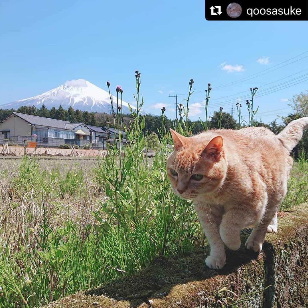 ねこのインスタグラム