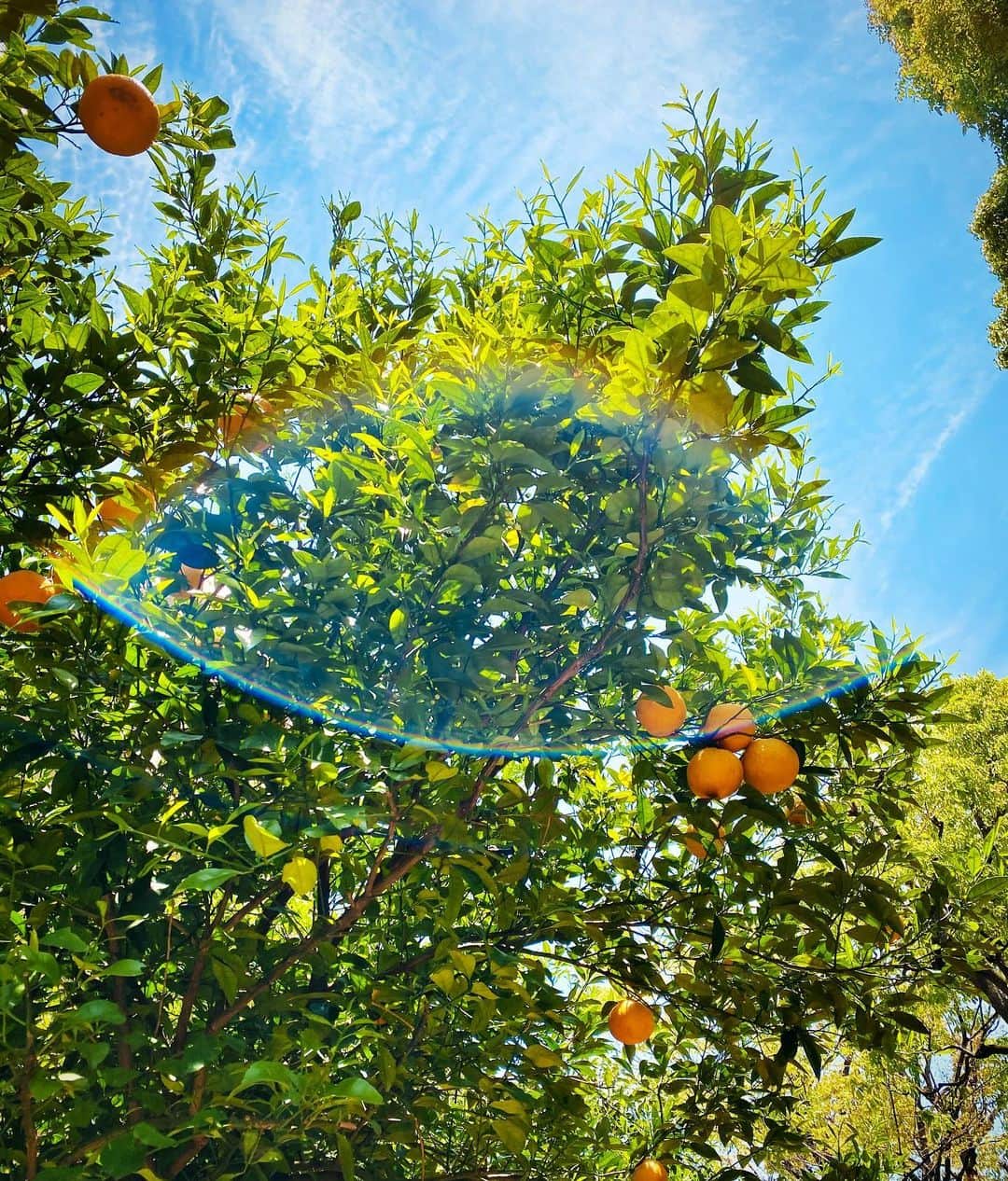 ELISAのインスタグラム：「what a ..🌈🍊☀️ 久しぶりに見上げた空が綺麗だった  #beautifulview  #世界很美  #今天天气很好  #所以我想呼吸新鲜空气」