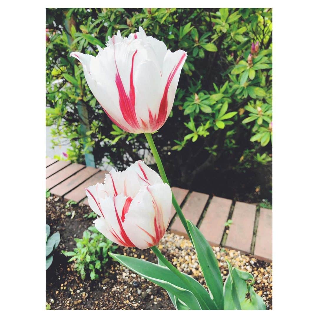 笹峯愛さんのインスタグラム写真 - (笹峯愛Instagram)「マンションの エントランス前の花壇。  いつもお花で綺麗なんだけど  珍しいチューリップが咲き誇ってる。  #春 なんだね #もうすぐGWだもんね」4月26日 14時41分 - mineco.m