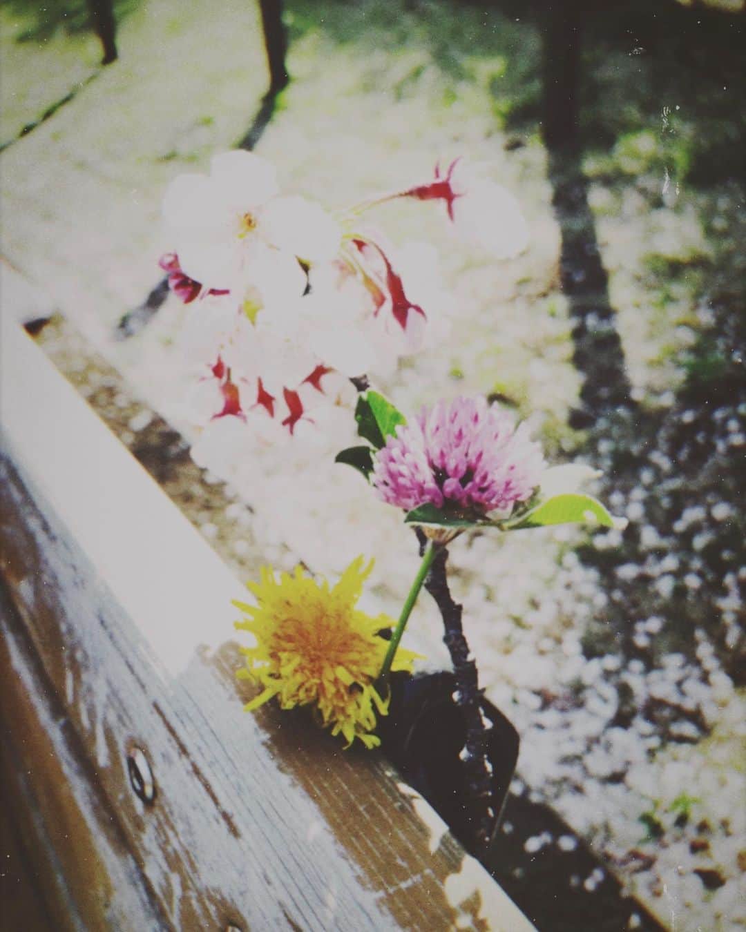小瀬村晶さんのインスタグラム写真 - (小瀬村晶Instagram)「#wildflowers #throwback #2019 #april #spring #staysafe #tokyo」4月26日 14時47分 - akirakosemura