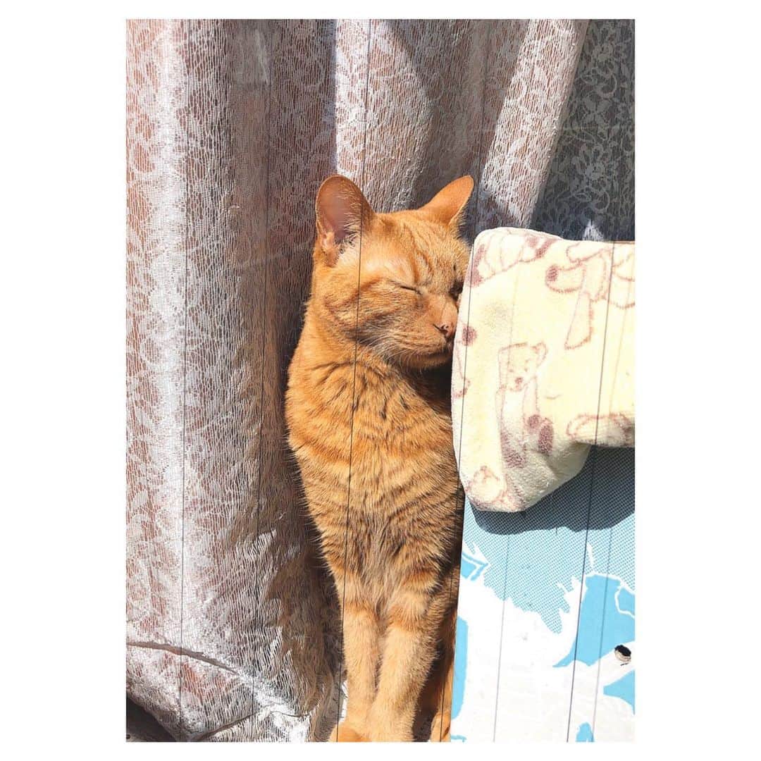 理絵さんのインスタグラム写真 - (理絵Instagram)「😺🌞✨💛 .  #ilovecat #cat #猫 #茶トラ #茶とら #고양이 #日光浴 #tokyo #japan」4月26日 14時55分 - ____rie____