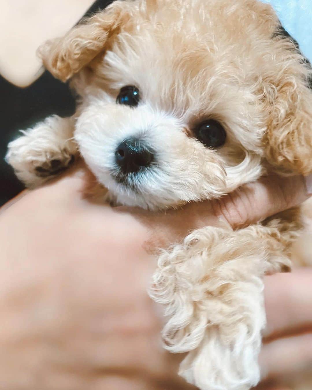 のインスタグラム：「𝑾𝒆𝒍𝒄𝒐𝒎𝒆 𝒕𝒐 𝒐𝒖𝒓 𝒇𝒂𝒎𝒊𝒍𝒚🐶💛﻿ @larathepoo  少し前に🕒家族が増えました💕べるちゃんはウイルスの影響で祖父母のおうちから帰ってこられない中ですが同じおうちから迎えた妹のららちゃん🐩🐩きっと仲良く暮らせるね💕早くみんなで遊べる日常が戻りますように💖﻿ ﻿ #toypoodle#doglover#instadog#puppy#トイプー#トイプー姉妹#멍스타그램#いぬすたぐらむ」