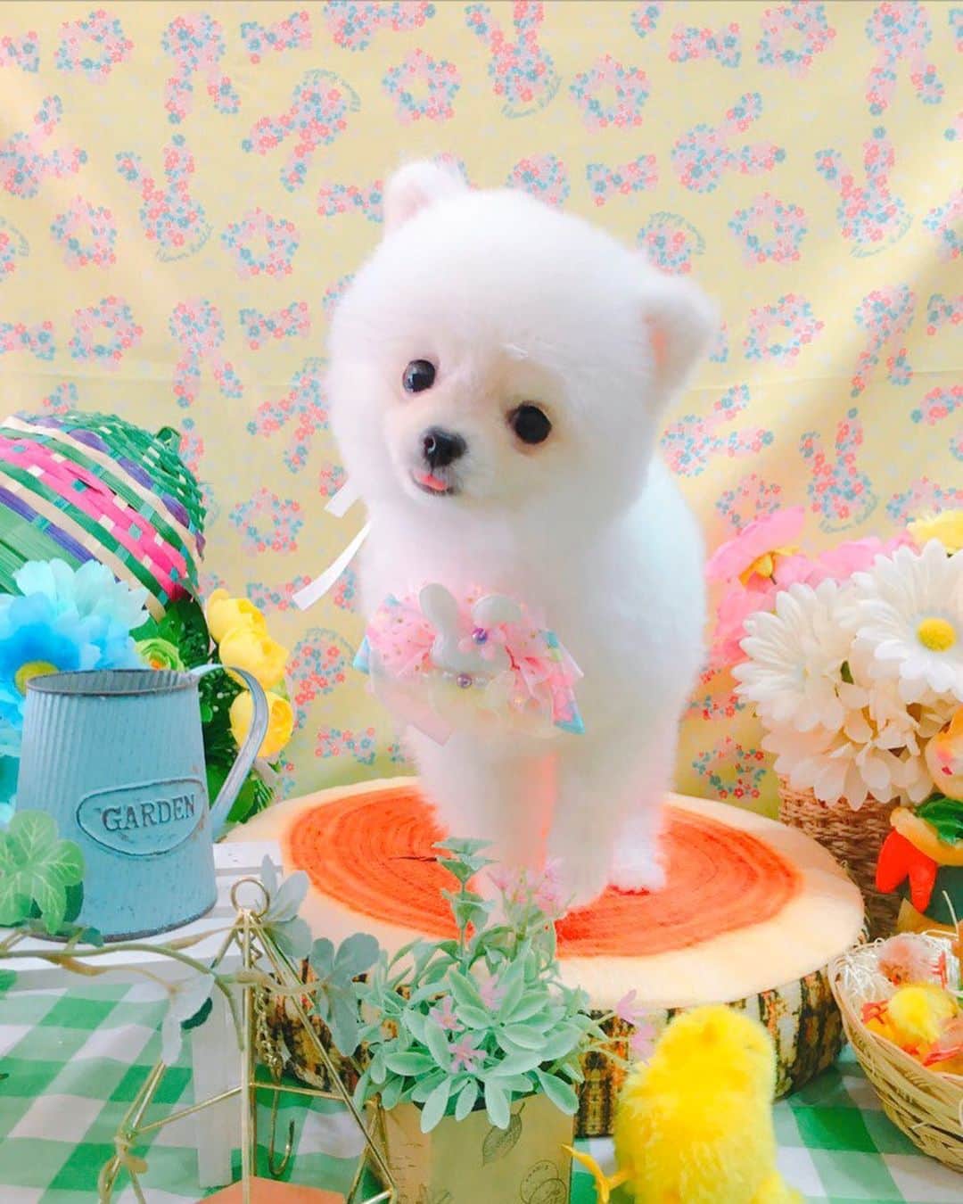 仙石みなみさんのインスタグラム写真 - (仙石みなみInstagram)「. しろくまになったよ〜🧸♡ . #ポメラニアン #pomeranian #dog #わんこ #犬 #犬のいるくらし #cut #spring」4月26日 14時59分 - sengoku_minami