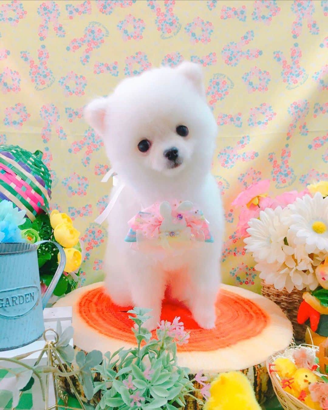 仙石みなみのインスタグラム：「. しろくまになったよ〜🧸♡ . #ポメラニアン #pomeranian #dog #わんこ #犬 #犬のいるくらし #cut #spring」