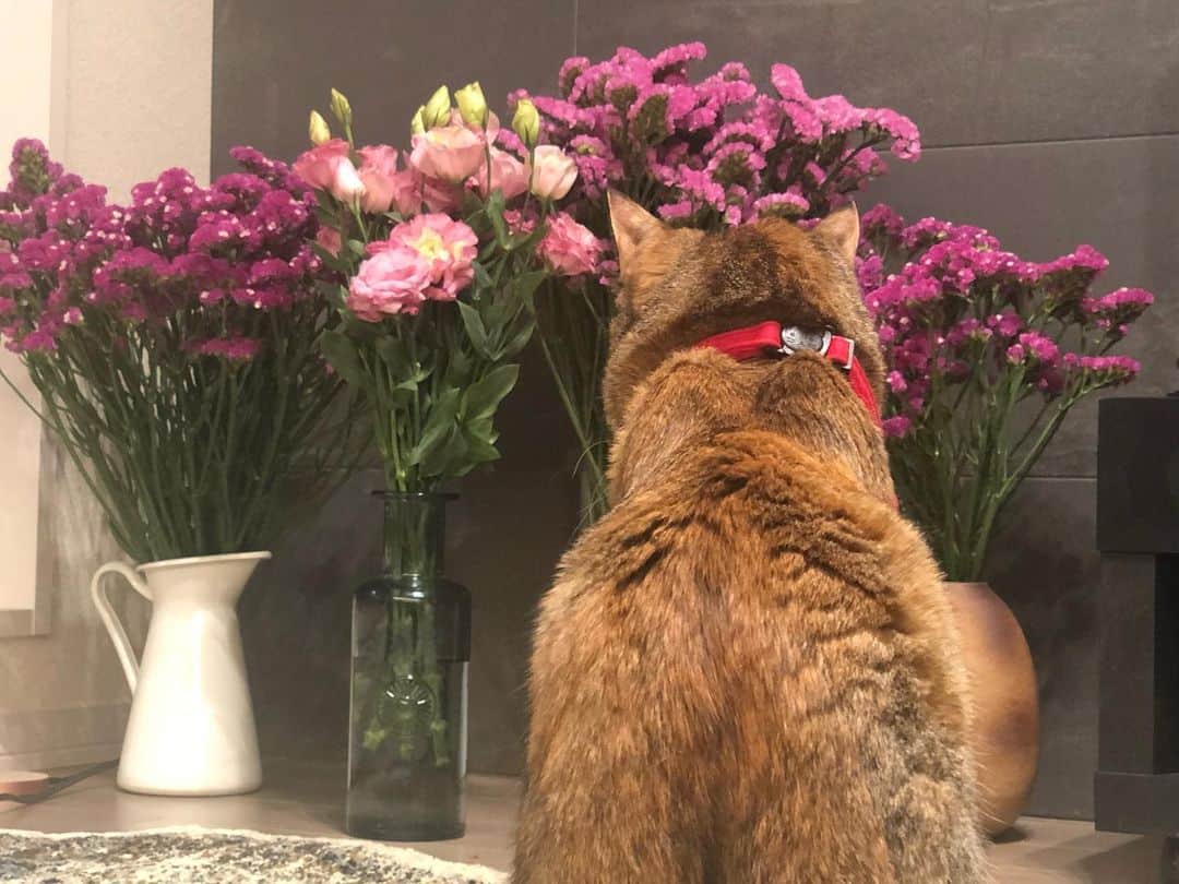 福田多希子さんのインスタグラム写真 - (福田多希子Instagram)「お花鑑賞🐈💐﻿ ﻿ #愛猫観察﻿ #お家時間﻿ #キジトラ﻿ #保護猫」4月26日 15時00分 - yomeponta