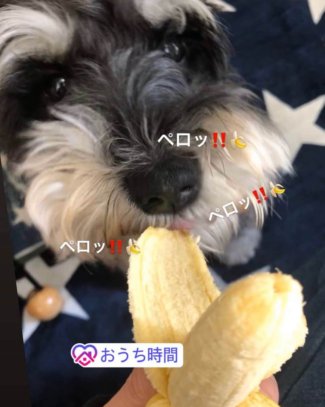 西尾夕紀さんのインスタグラム写真 - (西尾夕紀Instagram)「モンキーバナナ🍌を 食べるんだワン‼️ #バナナ #五五六(コゴロー) #ミニチュアシュナウザー♂ #4歳4ヶ月」4月26日 15時17分 - yuki_nishio_