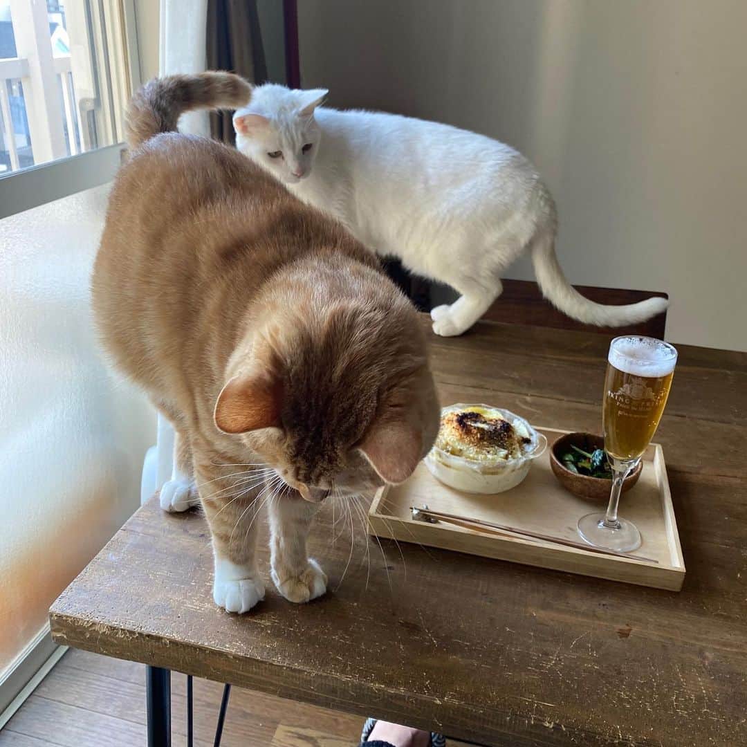 金巻ともこさんのインスタグラム写真 - (金巻ともこInstagram)「グラスをちゃんとするとおしゃれに見えるしおいしく飲めるよ、でもよく見るとこのグラス、キングオブプリズムなんです、ウフフという昼下がりビールとポテトグラタンと猫たち  #おうちごはん #おうちごはん金巻 #おうちごはんと猫 #猫 #cat #foodandcat #猫とごはん  #kurohakuchai #tabby #orangetabby #cat #猫 #茶トラ男子部 #catstagram  #whitecat #白猫」4月26日 15時30分 - tomotomoco