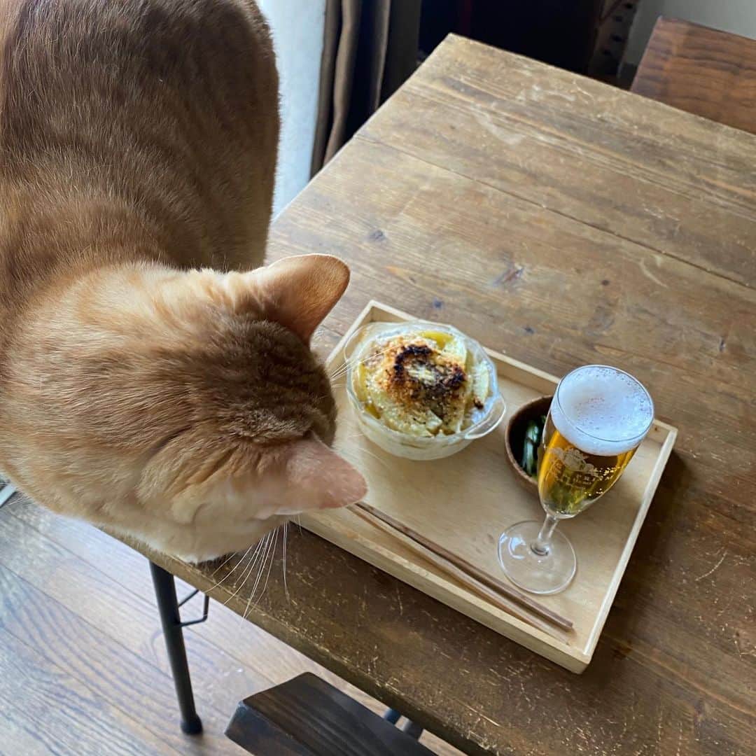 金巻ともこさんのインスタグラム写真 - (金巻ともこInstagram)「グラスをちゃんとするとおしゃれに見えるしおいしく飲めるよ、でもよく見るとこのグラス、キングオブプリズムなんです、ウフフという昼下がりビールとポテトグラタンと猫たち  #おうちごはん #おうちごはん金巻 #おうちごはんと猫 #猫 #cat #foodandcat #猫とごはん  #kurohakuchai #tabby #orangetabby #cat #猫 #茶トラ男子部 #catstagram  #whitecat #白猫」4月26日 15時30分 - tomotomoco